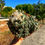 Küçük resim: Coryphantha Elephantidens - Cluster Form 12 CM