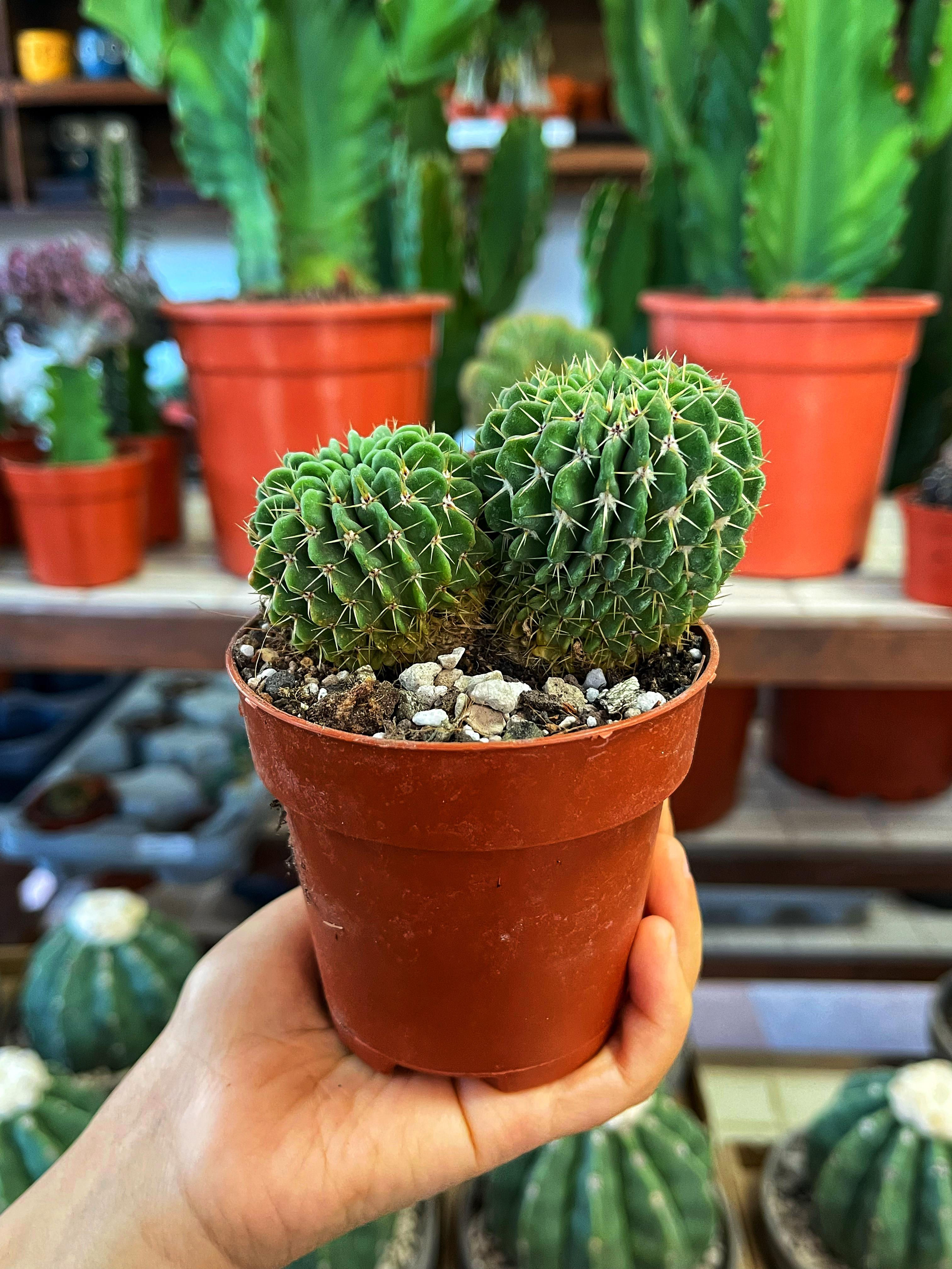 Notocactus Buiningii - Çift Kök 8.5 CM