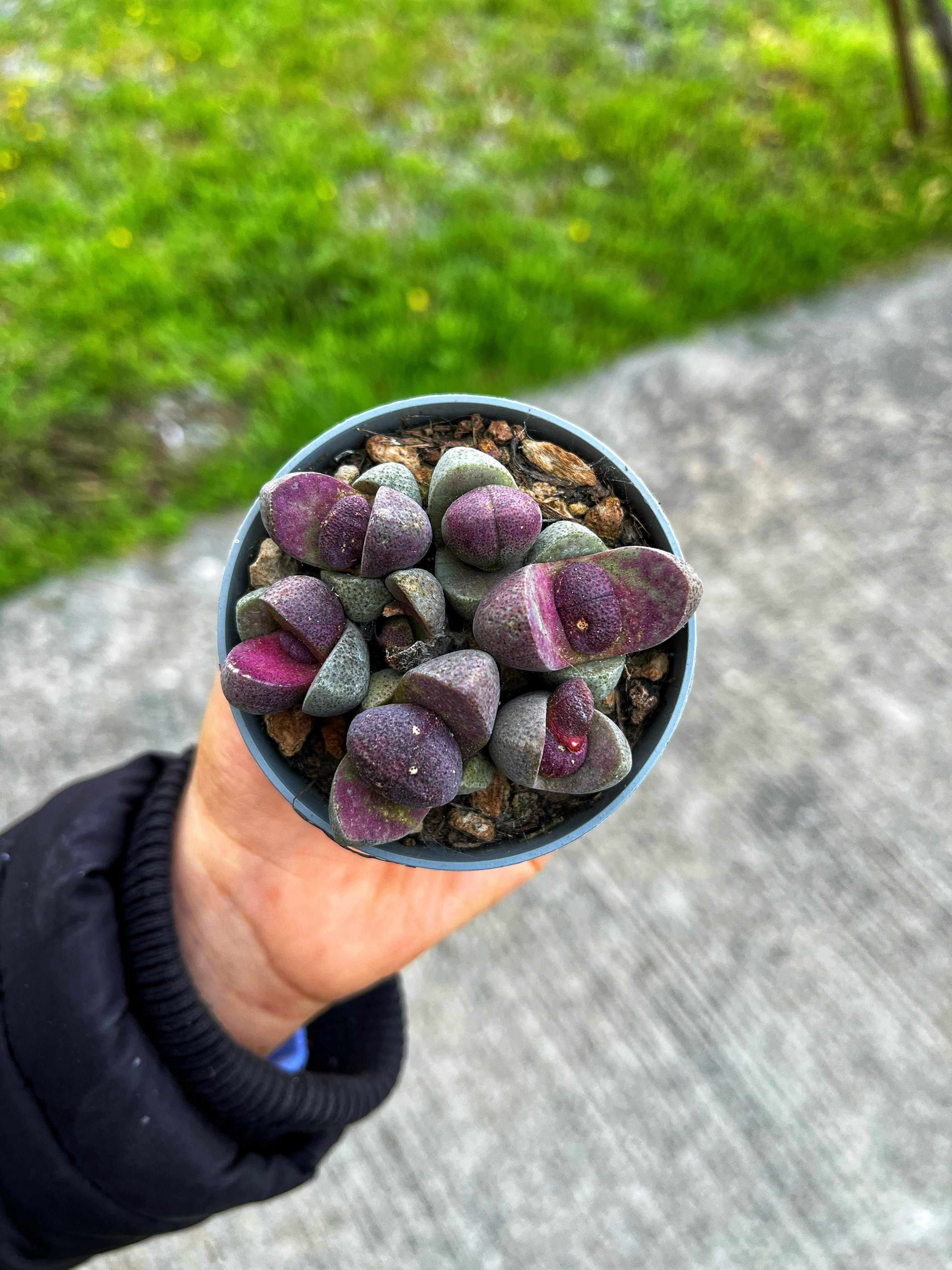 Pleiospilos Nelii 'Royal Flush' - Bol Yavrulu 7 CM