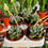 Küçük resim: Crassula Tecta - Crassula Lizard Skin 8.5 CM