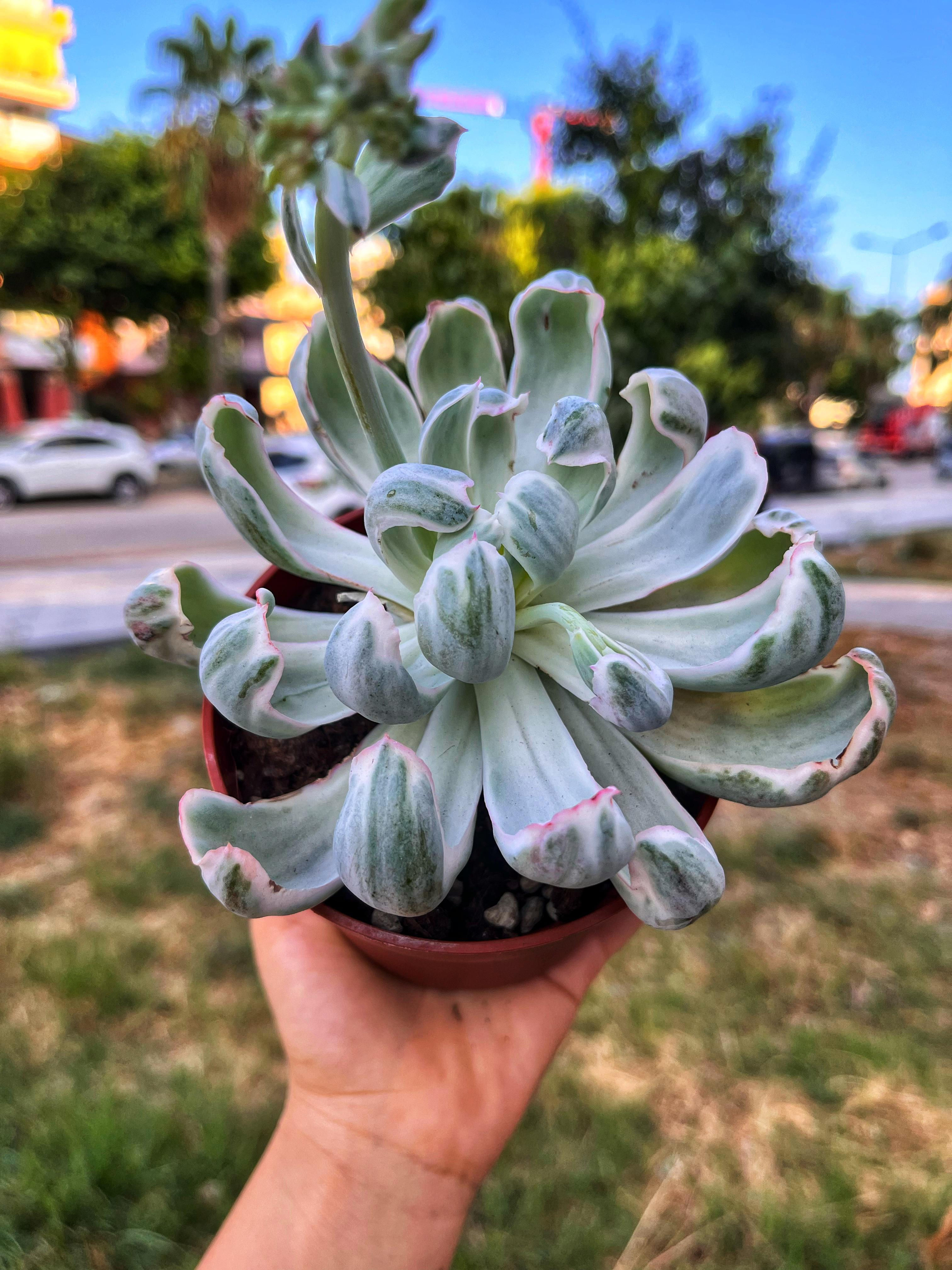 Echeveria Berkeley Light Vairegata