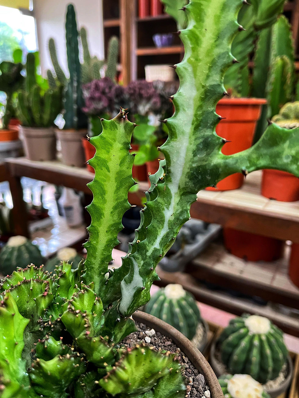 Euphorbia Lactea Cristata 'Çift Form' - 15 CM Taş Saksıda