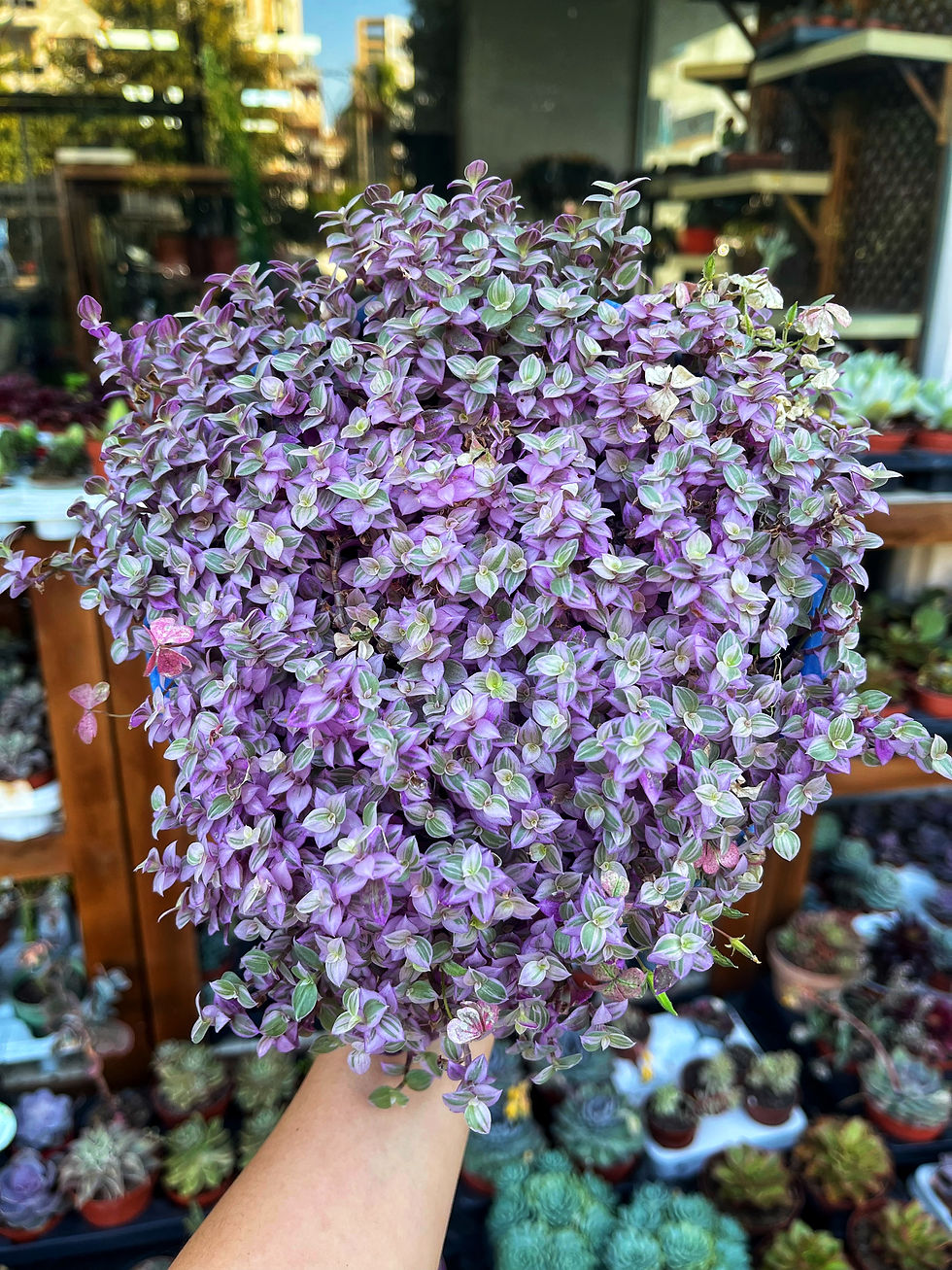 Callisia Repens 'Pink Lady' - Pembe Salon Bitkisi 17 CM