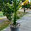Küçük resim: Euphorbia Trigona Mint Cream - Dallı Formda 14 CM