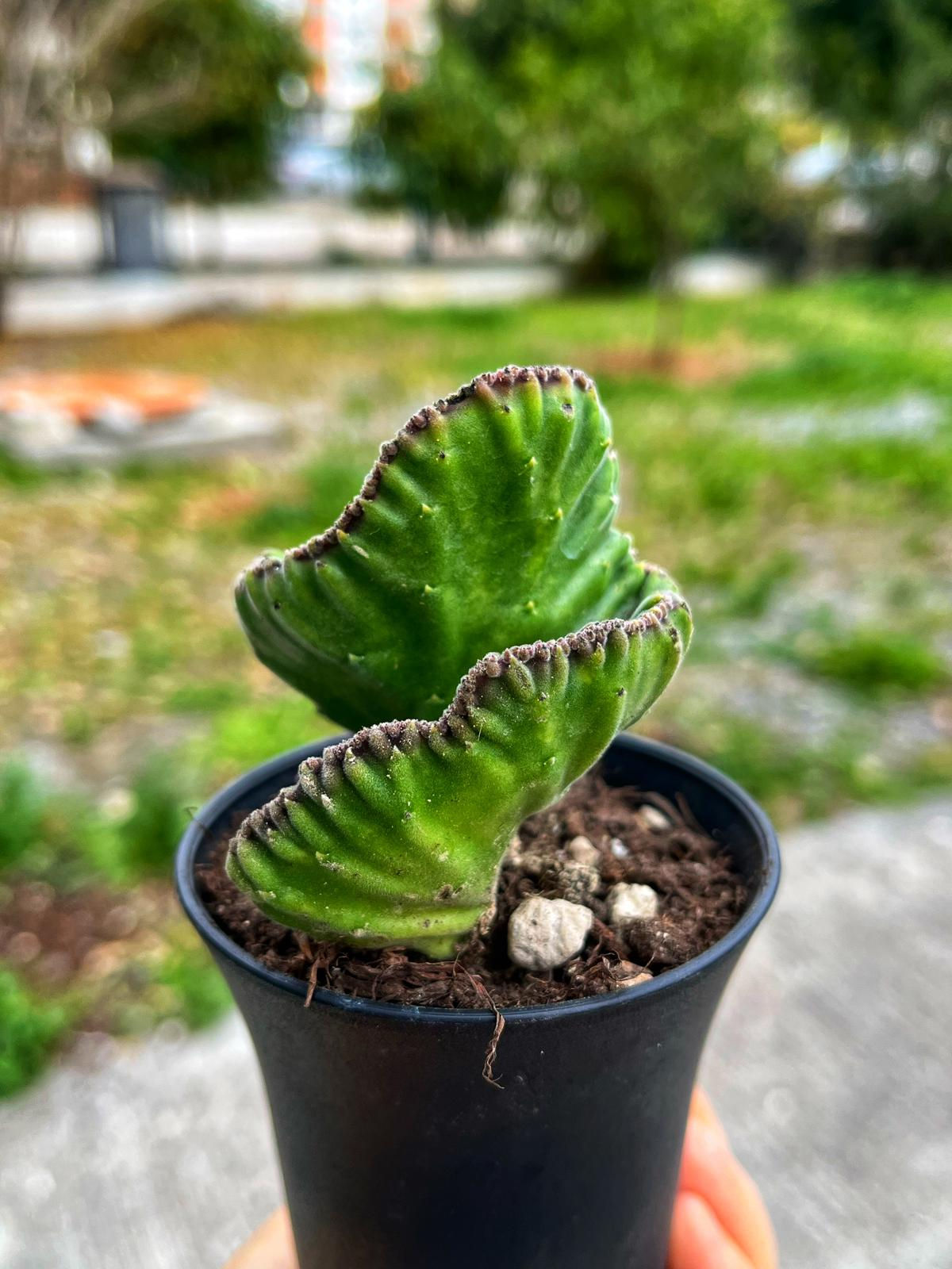 Stapelia Leendertziae Cristata - Tayland Model Saksı 7.5 CM
