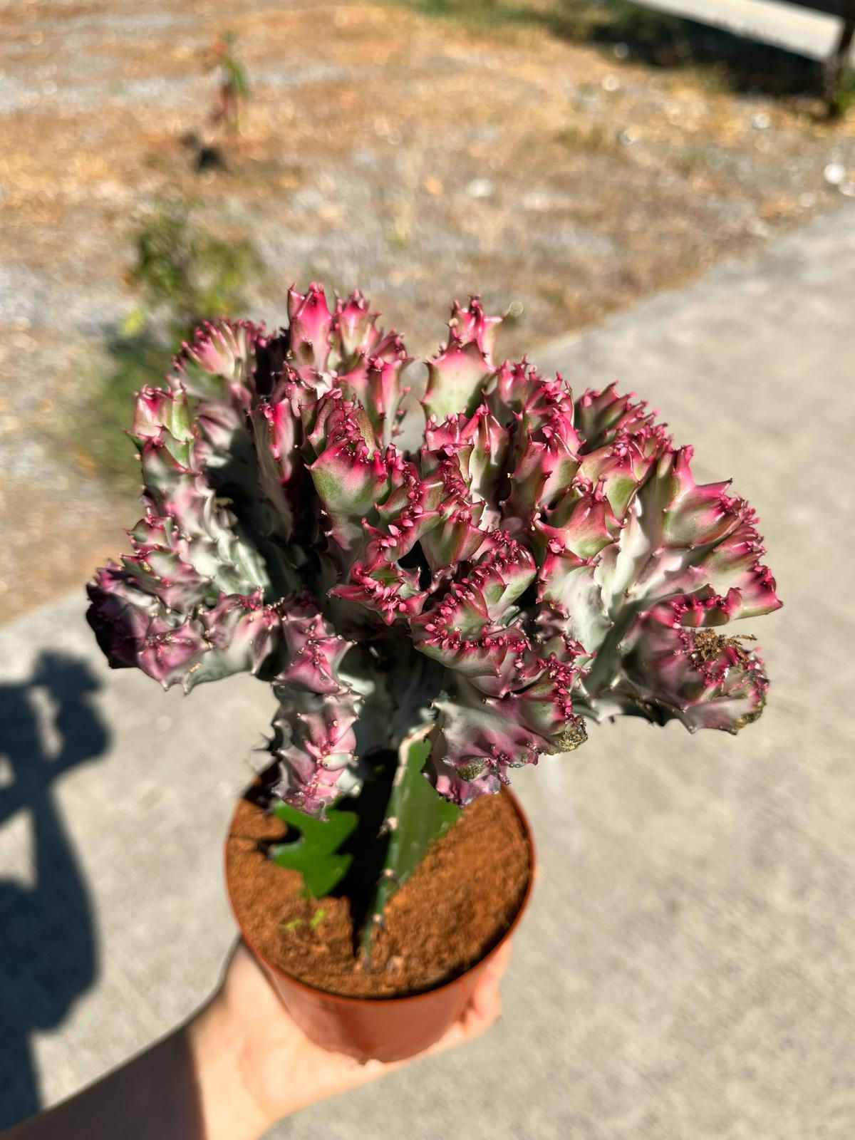 Euphorbia Lactea Cristata 'Pink' - XXL Boy 10.5 CM