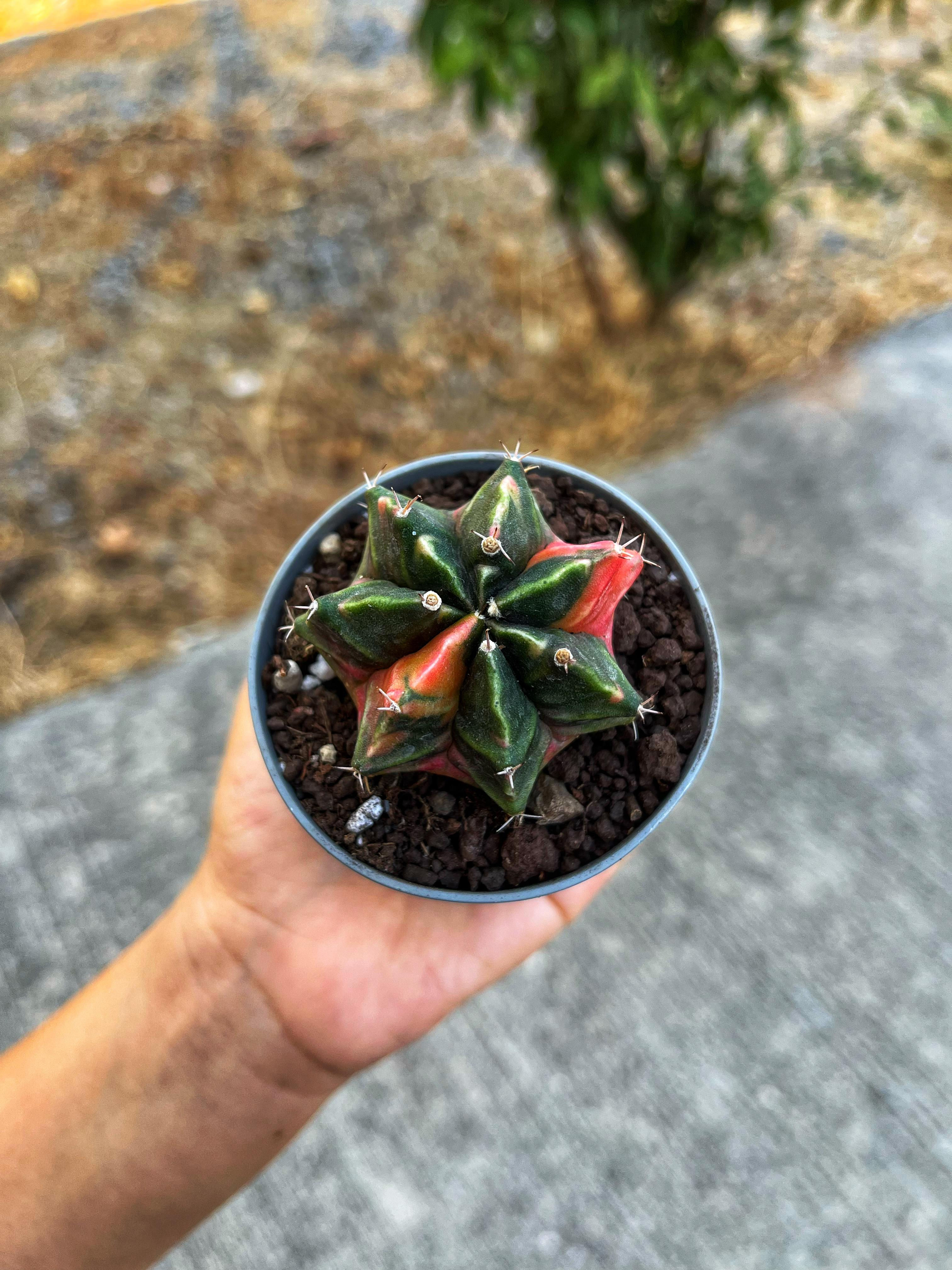 Gymnocalycium Mihanovichii Variegata 7 CM