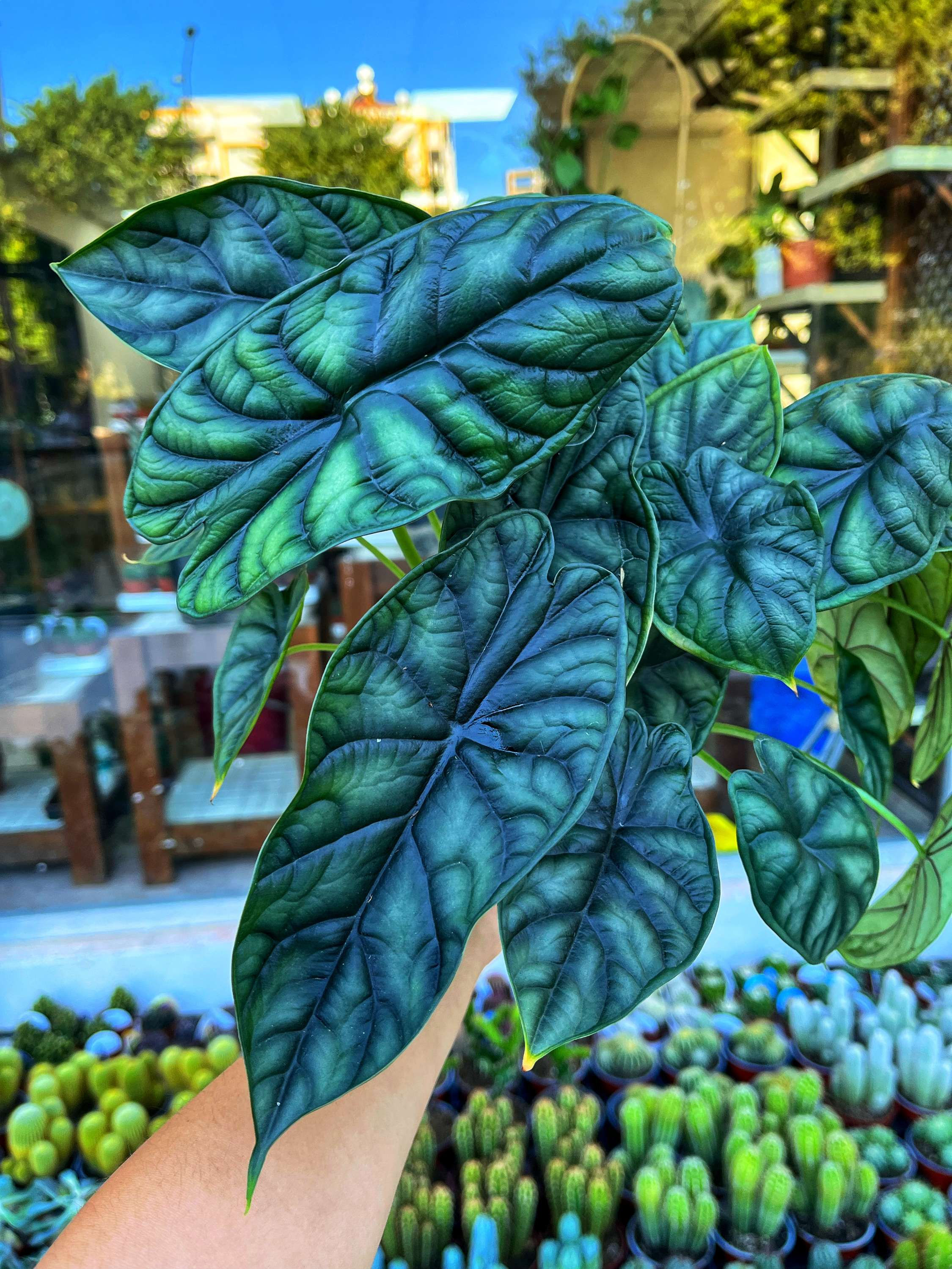 Alocasia 'Dragon Scale' - Nadir Salon Bitkisi Bol Köklü 14 CM