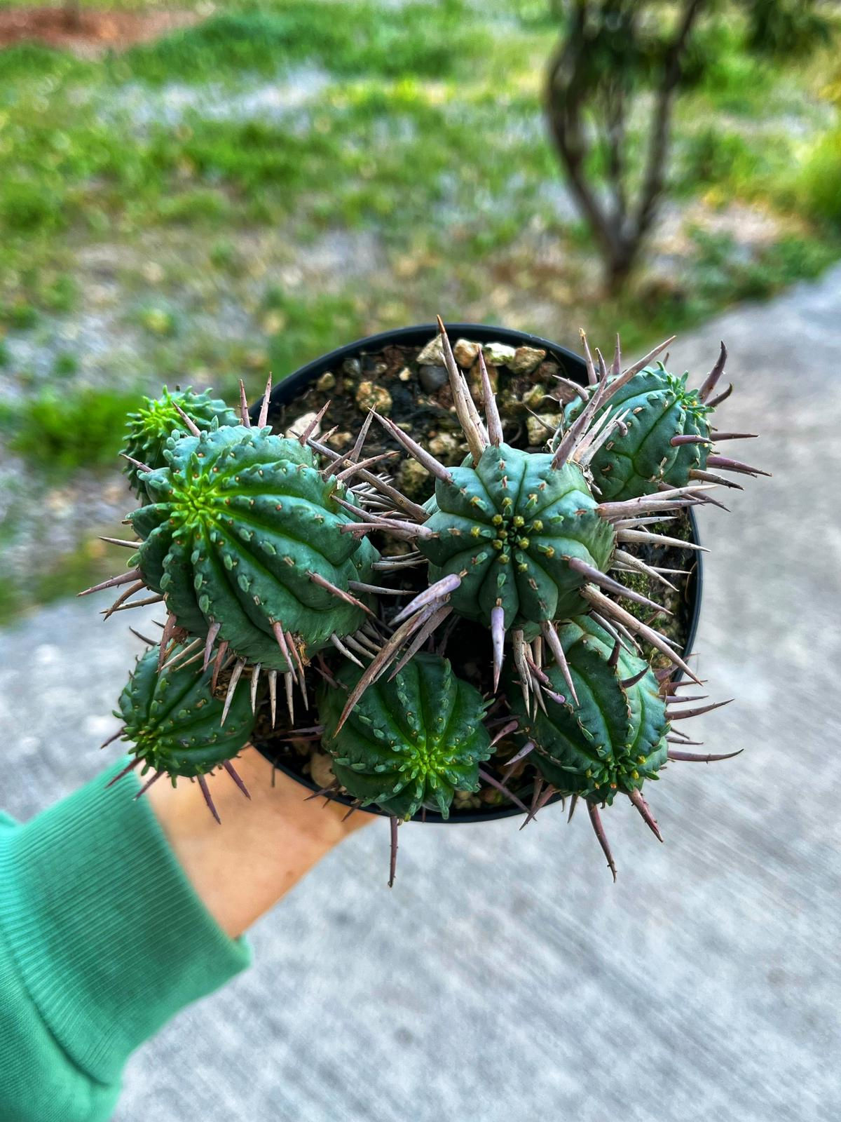 Euphorbia Inconstantia - Boynuz Gibi Dikenler 10.5 CM