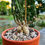 Küçük resim: Euphorbia Knuthii Caudex - 12 CM Terracotta