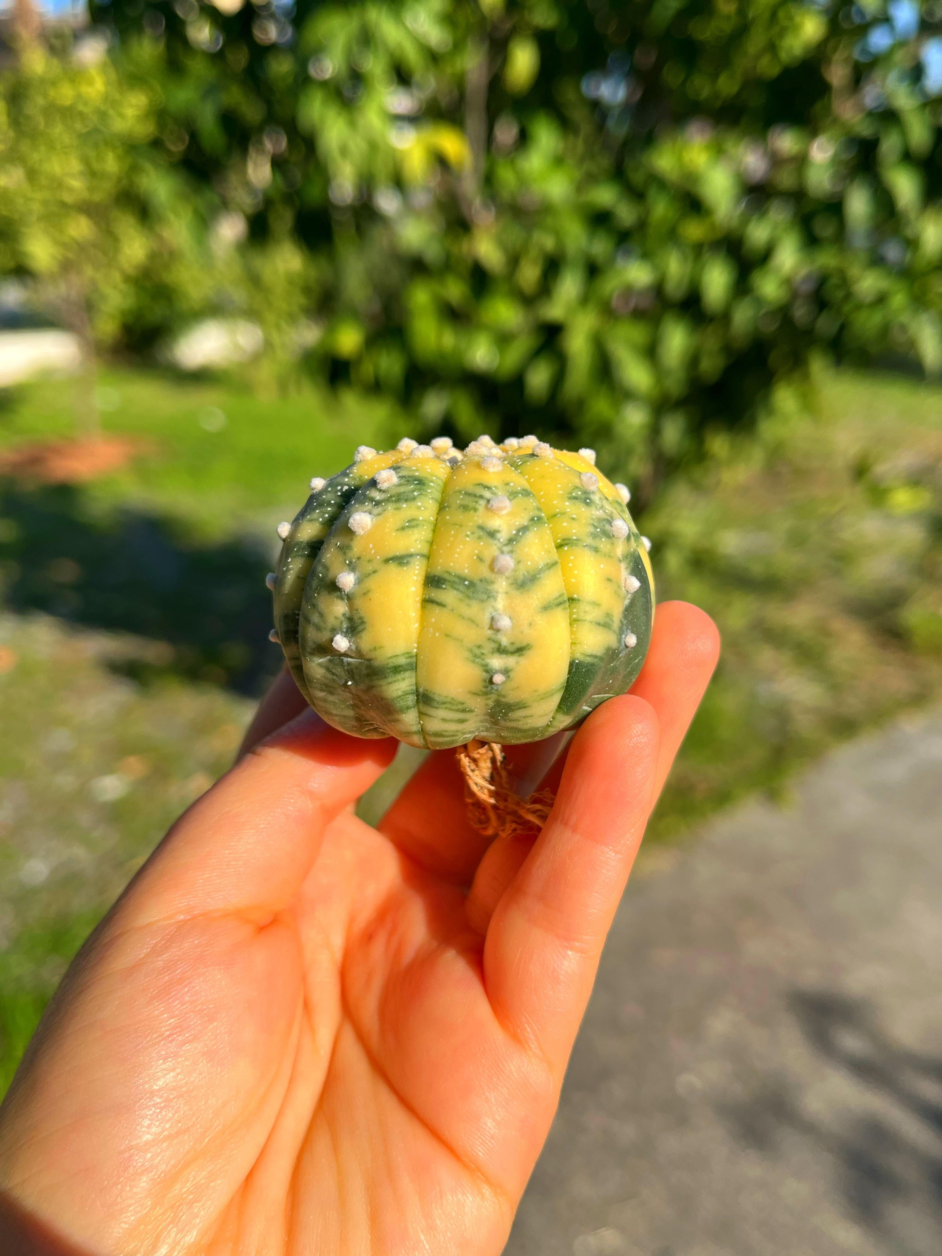 Astrophytum Asterias + Star Shape + Ooibo Variegata - PART 3