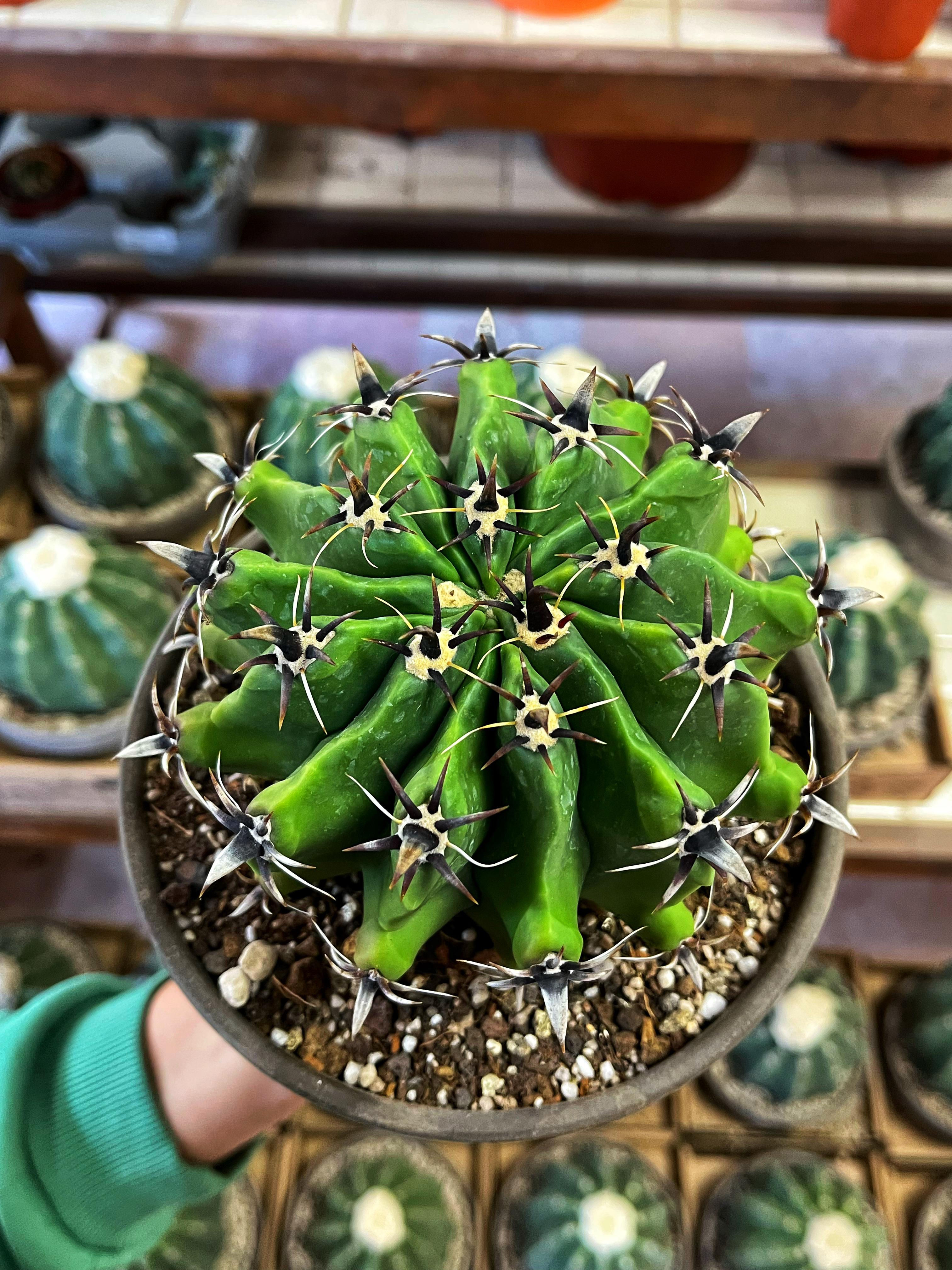 Ferocactus Horridus Brevispinus - 15 CM Dekoratif Taş Saksıda