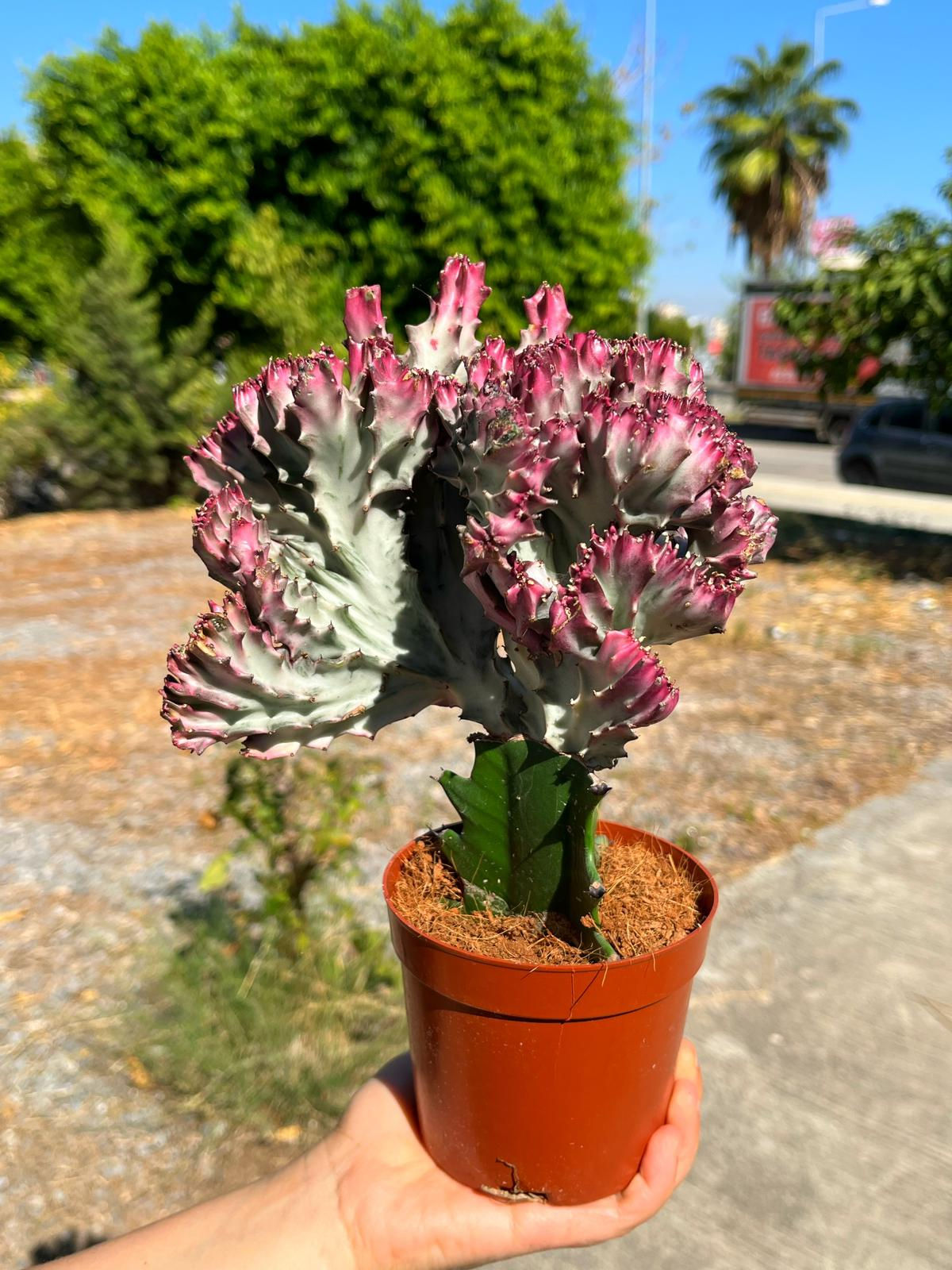 Euphorbia Lactea Cristata 'Pink' - XXL Boy 10.5 CM