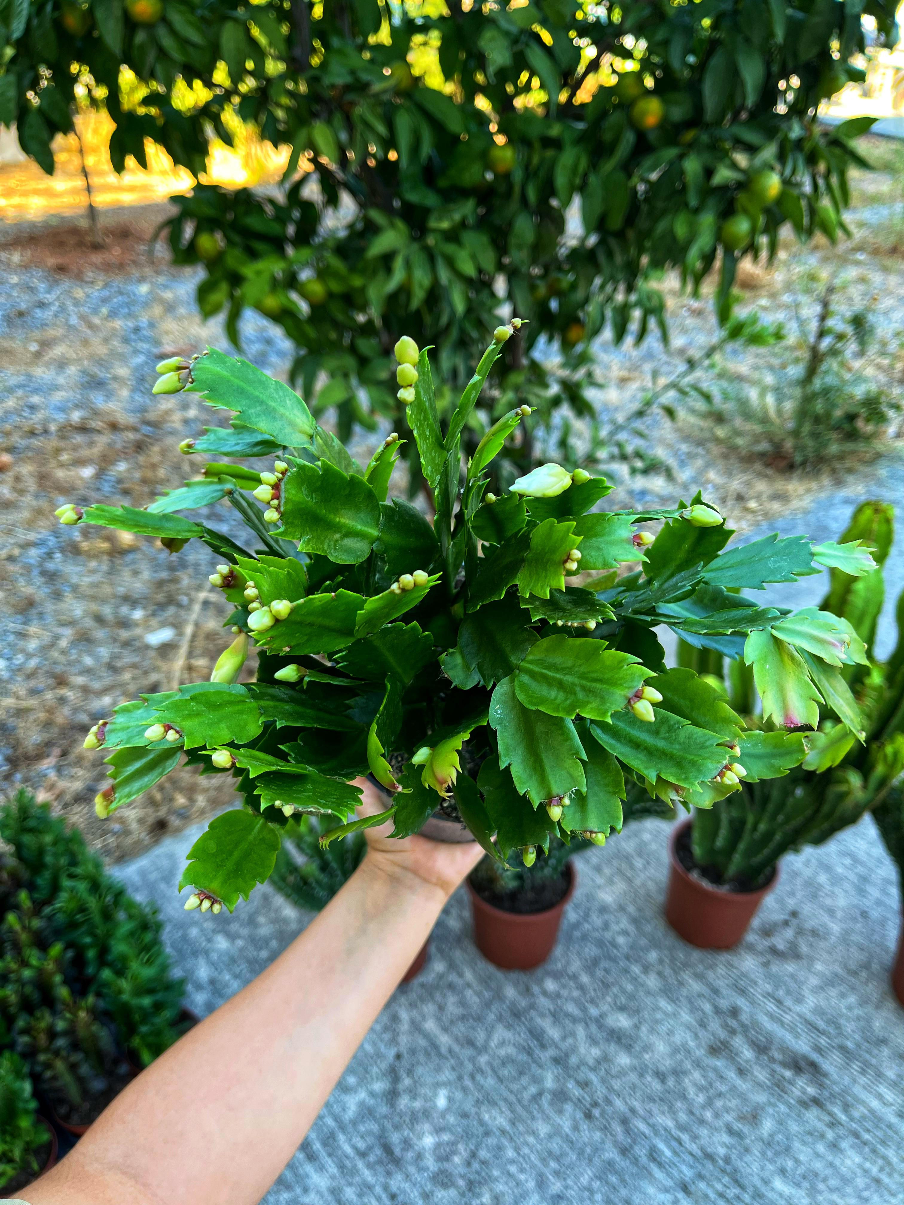 Beyaz Yılbaşı Çiçeği -Bol Tomurcuklu 13 CM