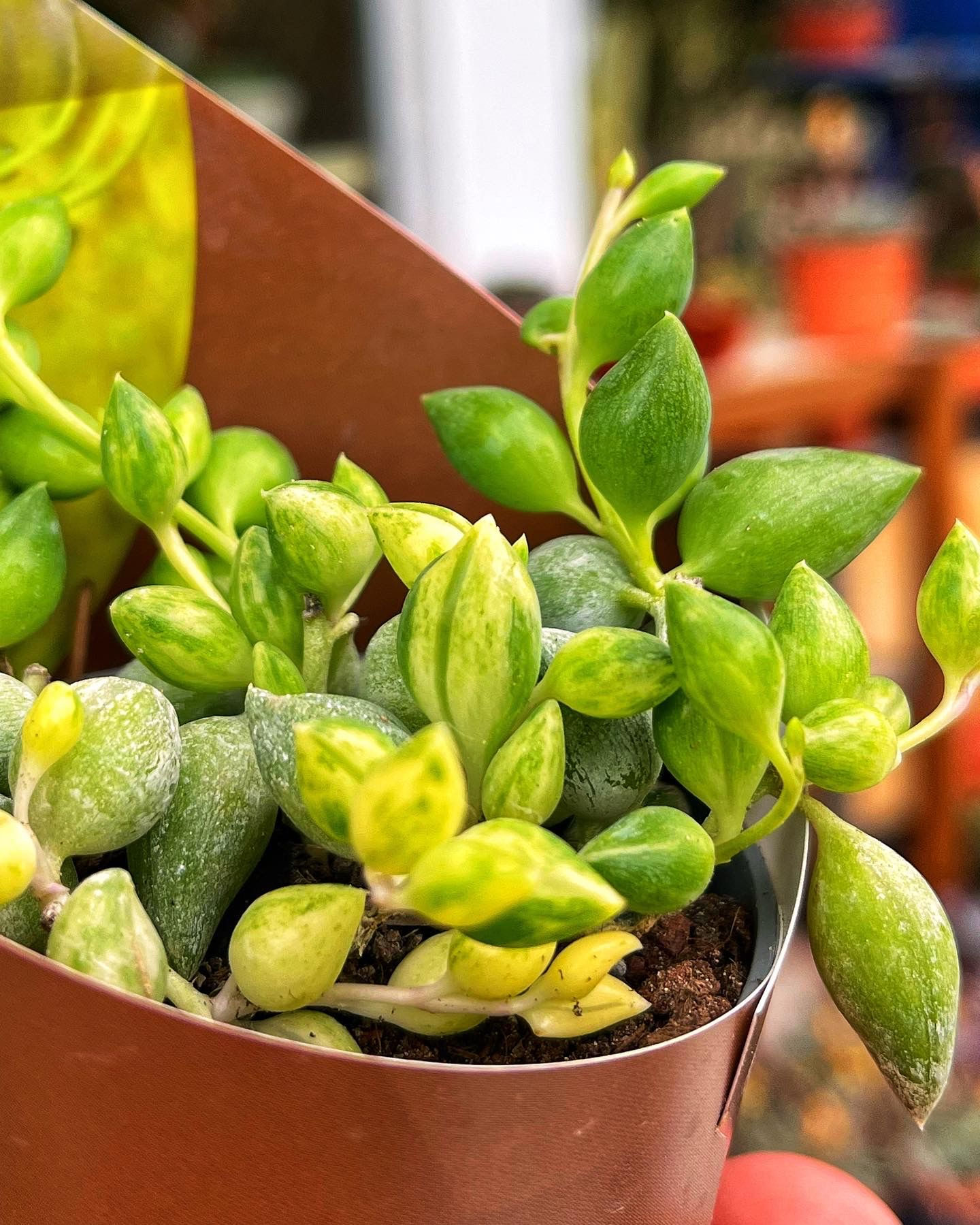 Senecio Rowleyanus Variegata - Variegata Tesbih Çiçeği 7 CM