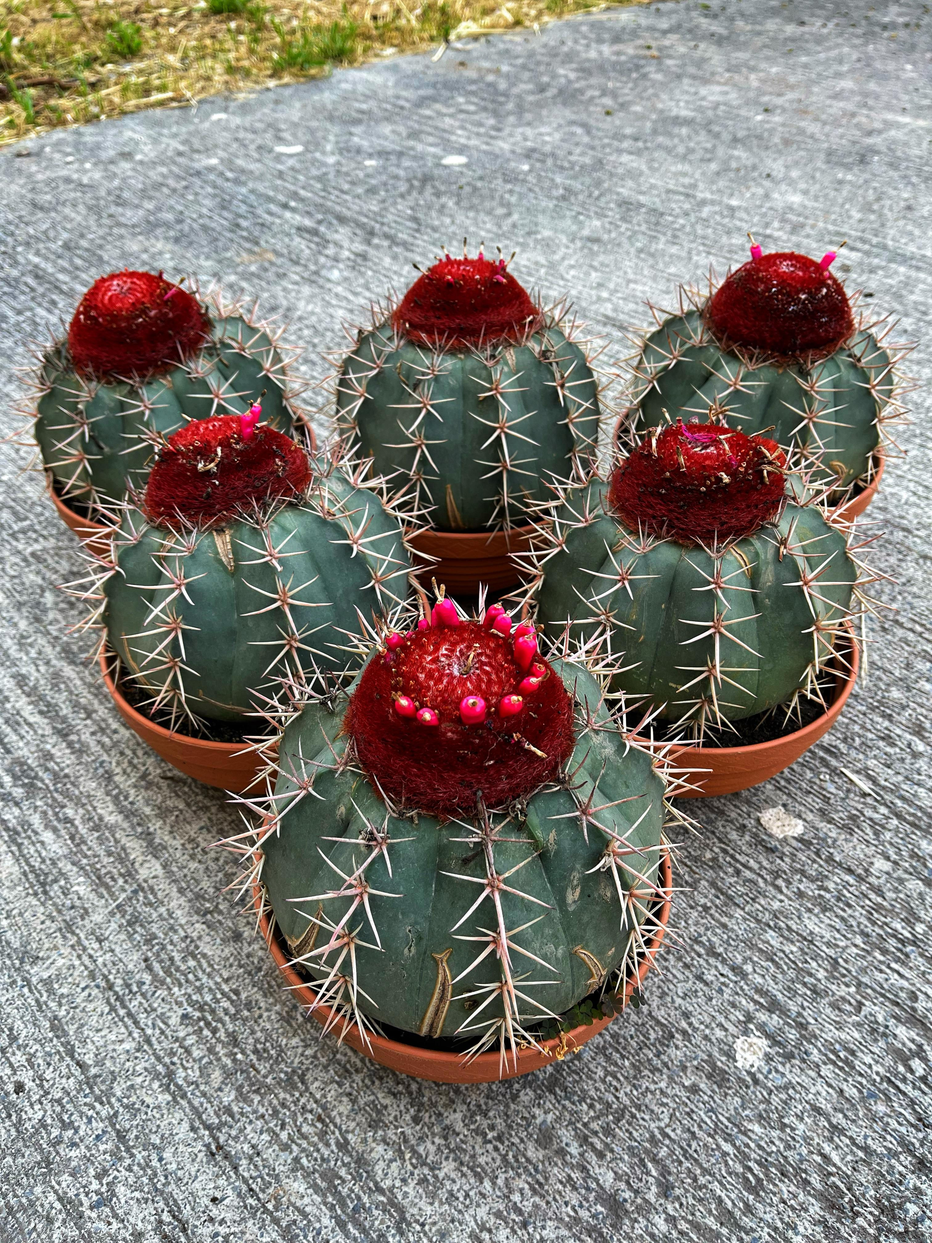 Melocactus Bahiensis XXL - Kırmızı Şapkalı 21 CM