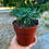 Küçük resim: Euphorbia Sotetsu Kirin 8.5 CM