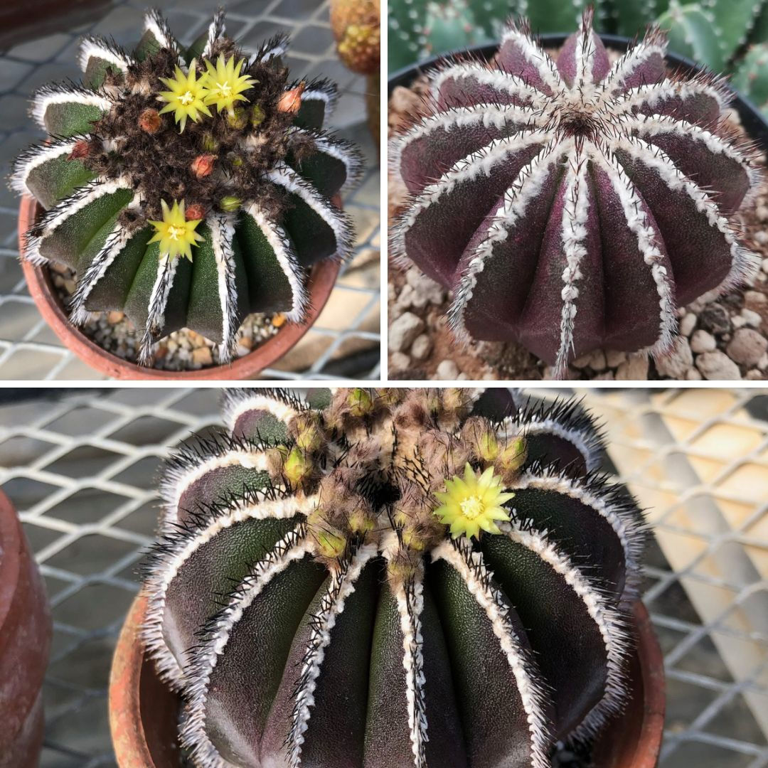 Uebelmannia Pectinifera - Kendi Kökünde 8.5 CM