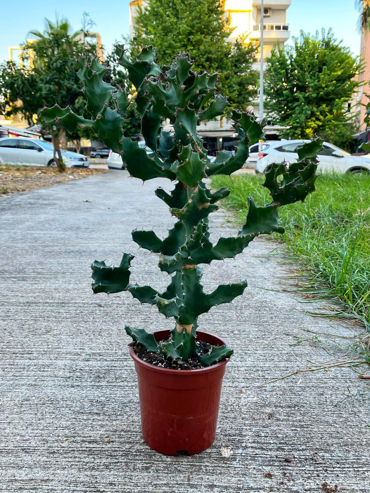 Euphorbia Tortilis Spiralis XXL - 17 CM