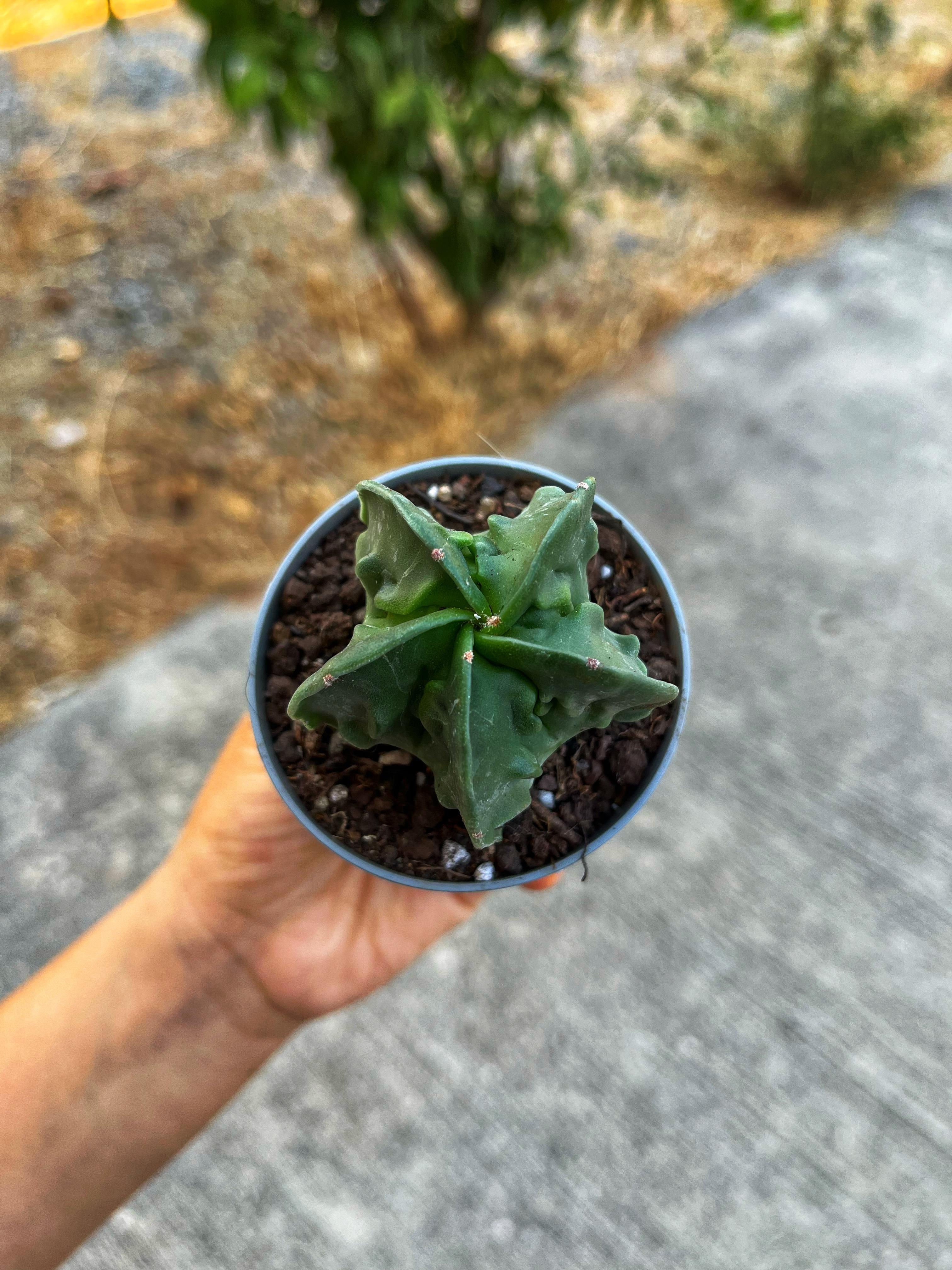 Astrophytum Myriostigma Nudum Fukuryu 7 CM