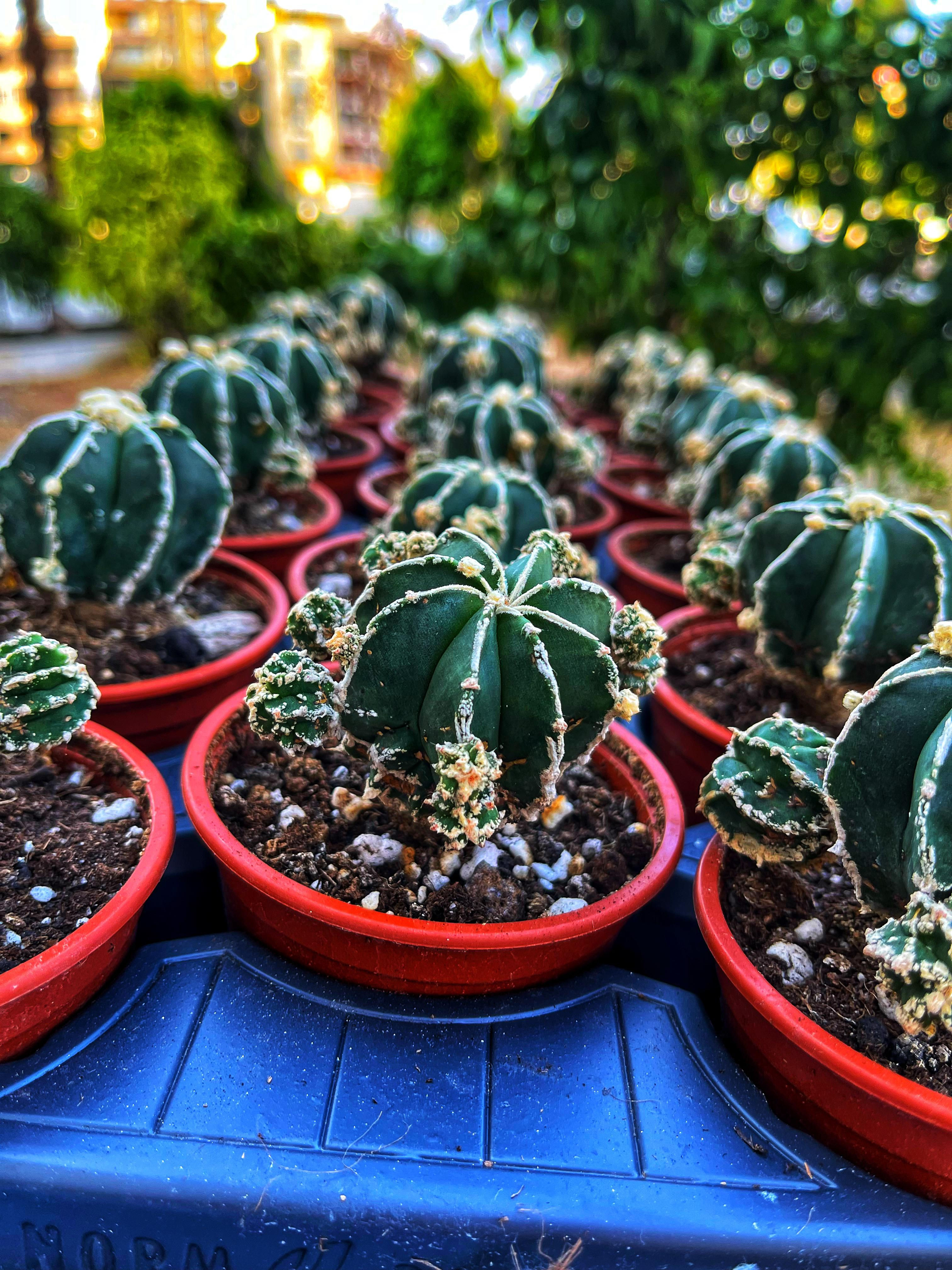 Astrophytum Myriostigma Hakujo Fukuryu 8.5 CM