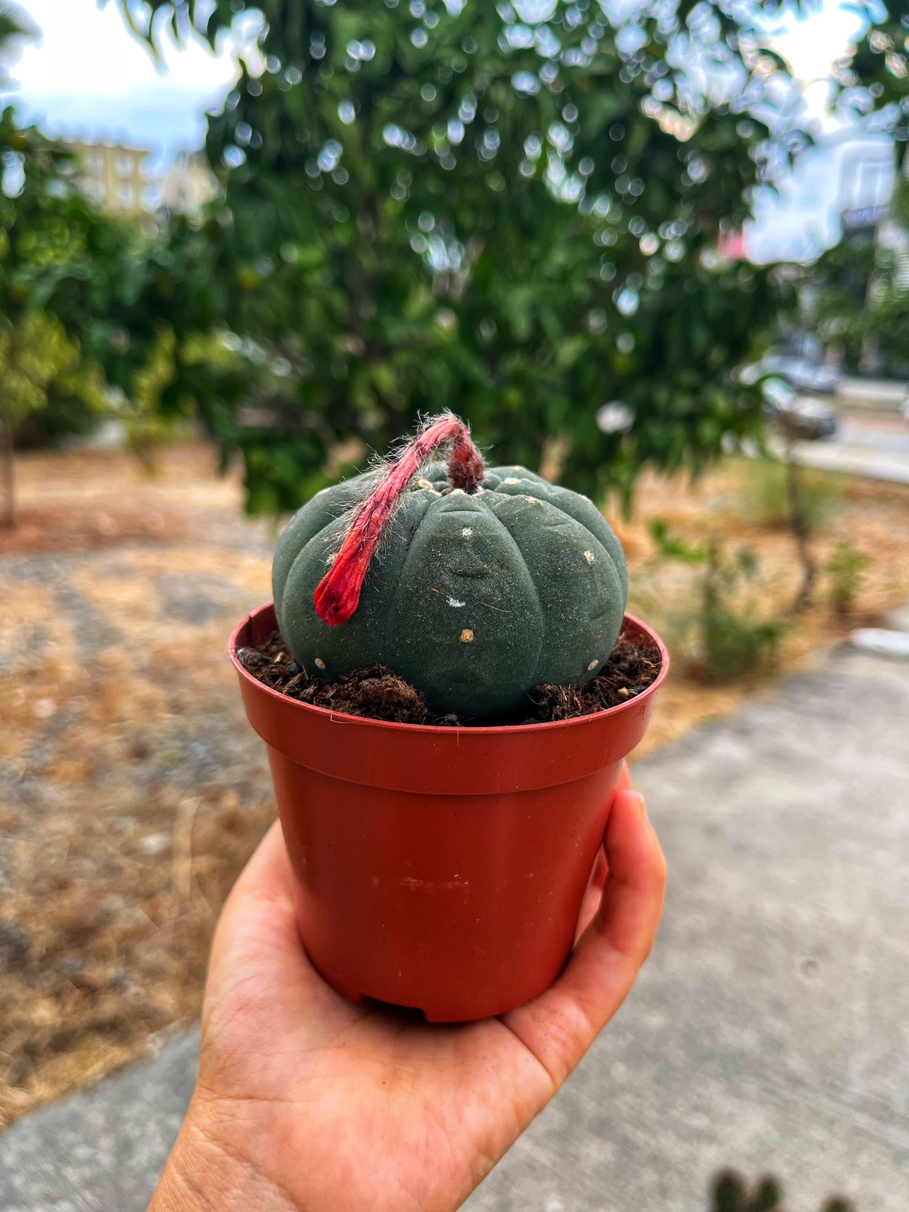 Matucana Madisoniorum Peru 'nun Nadir Kaktüsü 8.5 CM