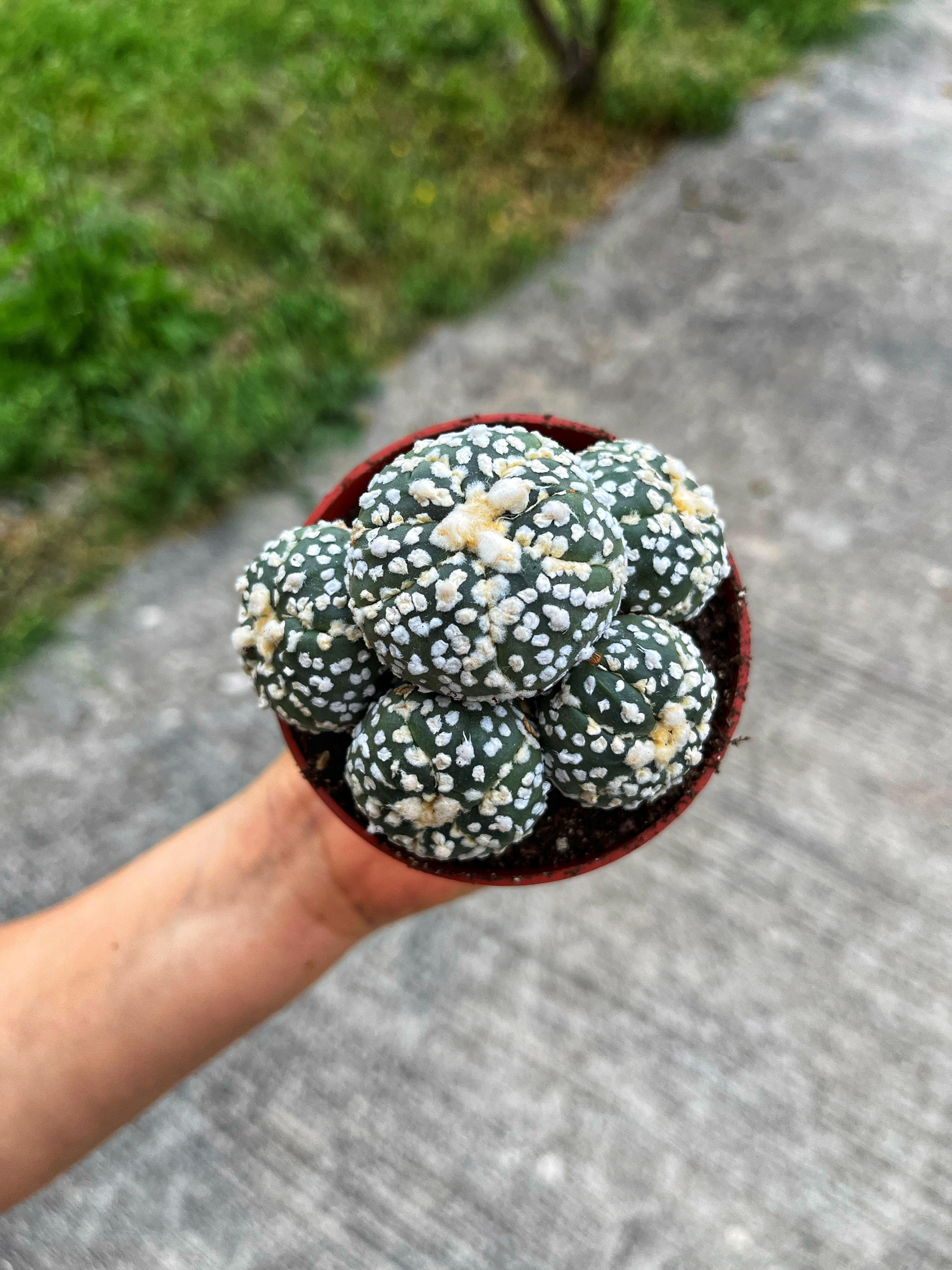 Astrophytum Asterias Cluster Form - 8.5 CM