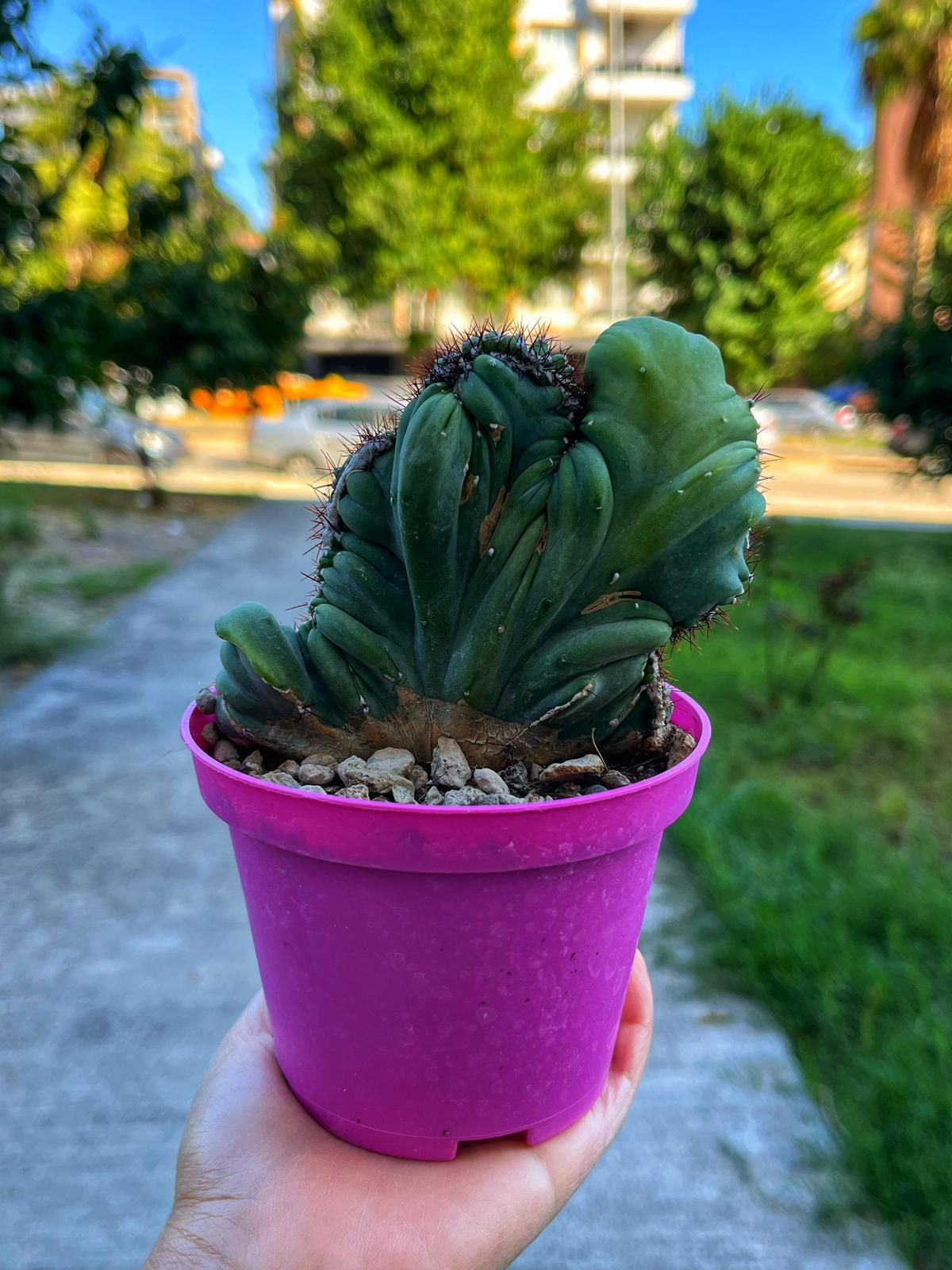 Cereus peruvianus 'Coral Cristat' - 10.5 CM