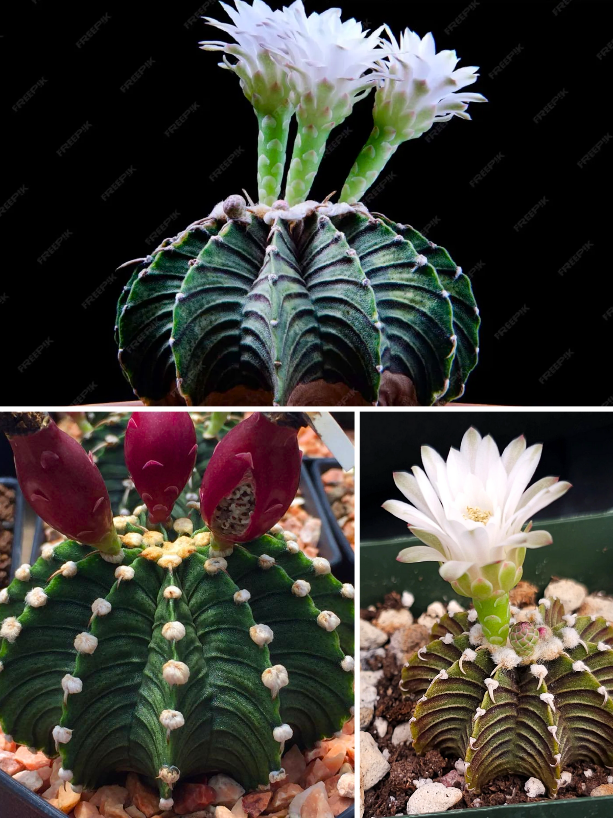 Gymnocalycium Friedrichii LB2178  - Tayland Model Saksı 7.5 CM