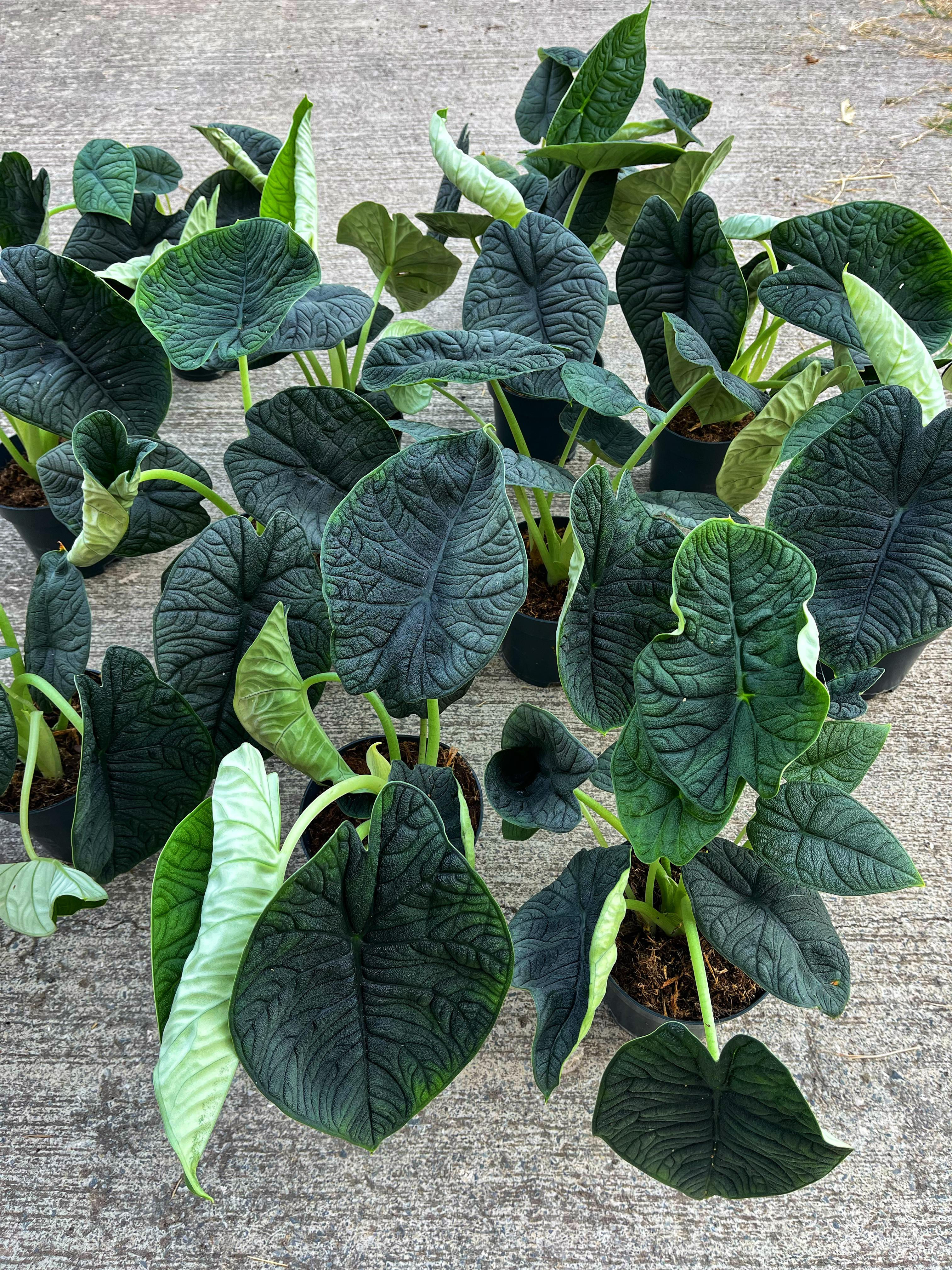 Alocasia Melo - Mat ve Pürüzlü Yapraklar 14 CM