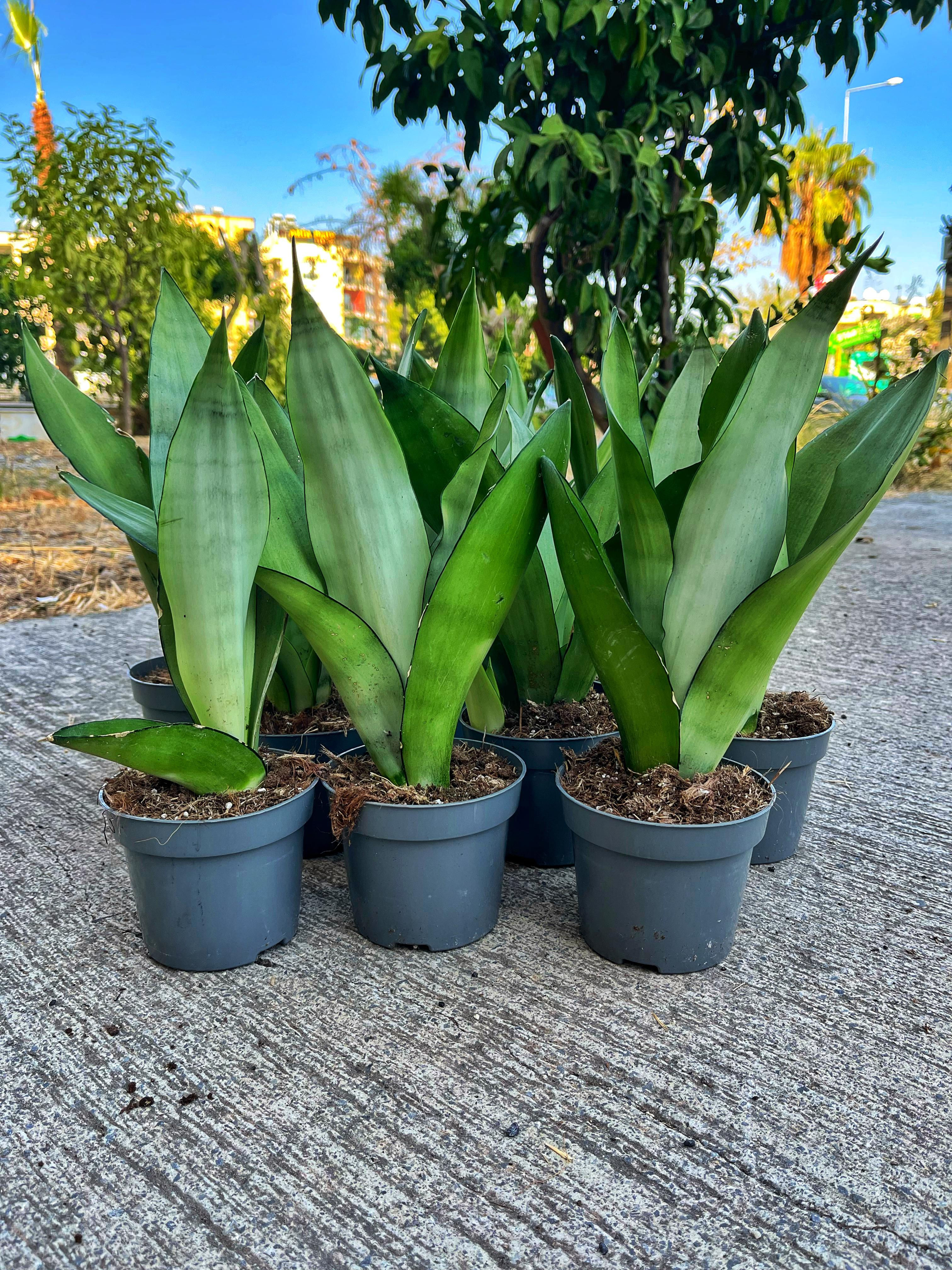 Sansevieria Trifasciata 'Moonshine' - Beyaz Yapraklı 12 CM