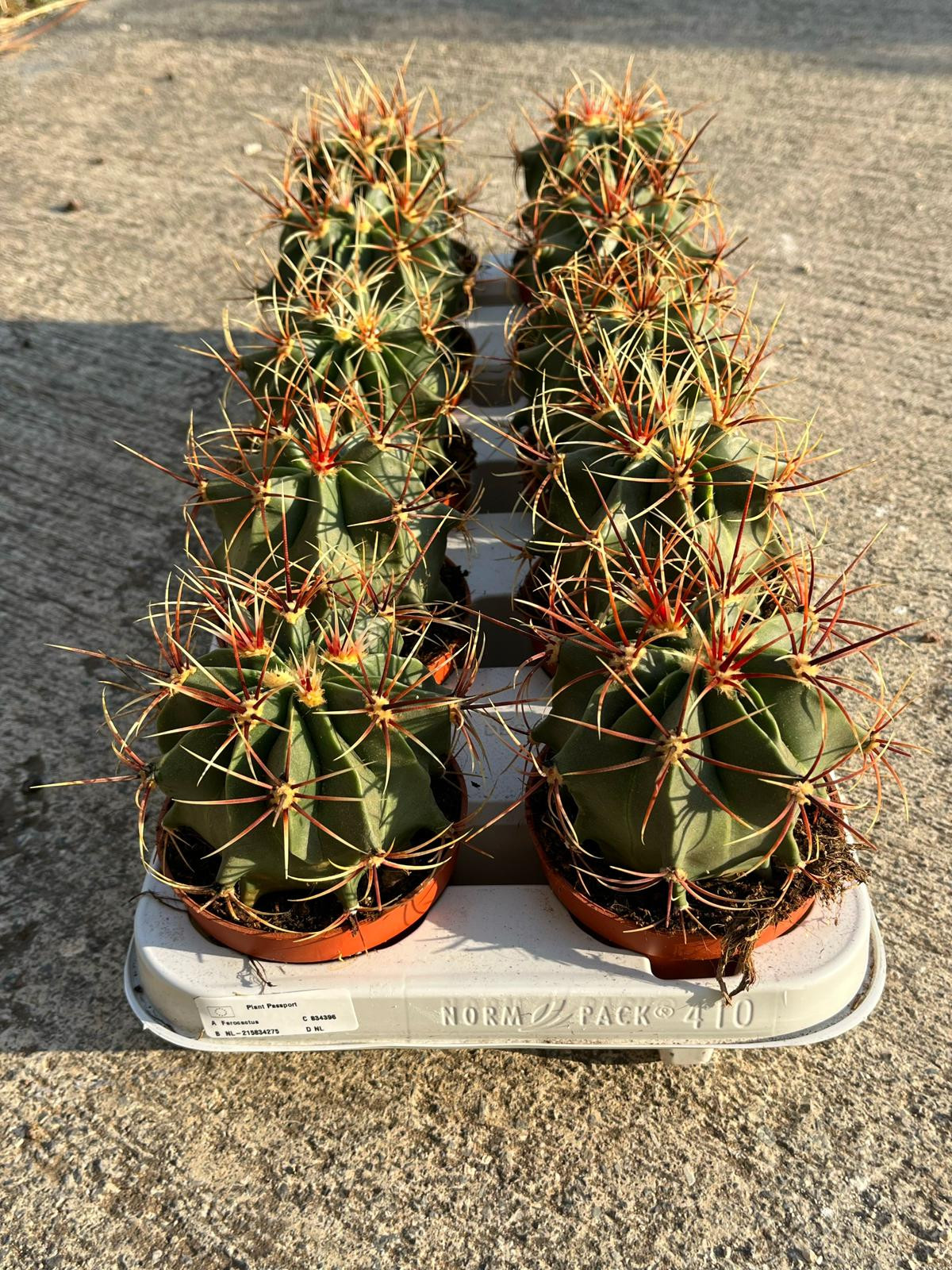 Ferocactus Histrix - 10.5 CM