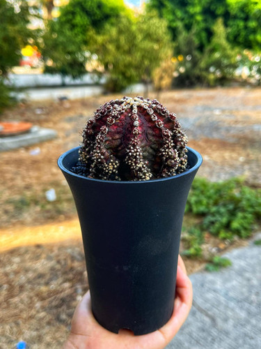 Gymnocalycium mihanovichii 棘無　綴化 Gymnocalycium mihanovichii 棘無 綴化 【公式通販】