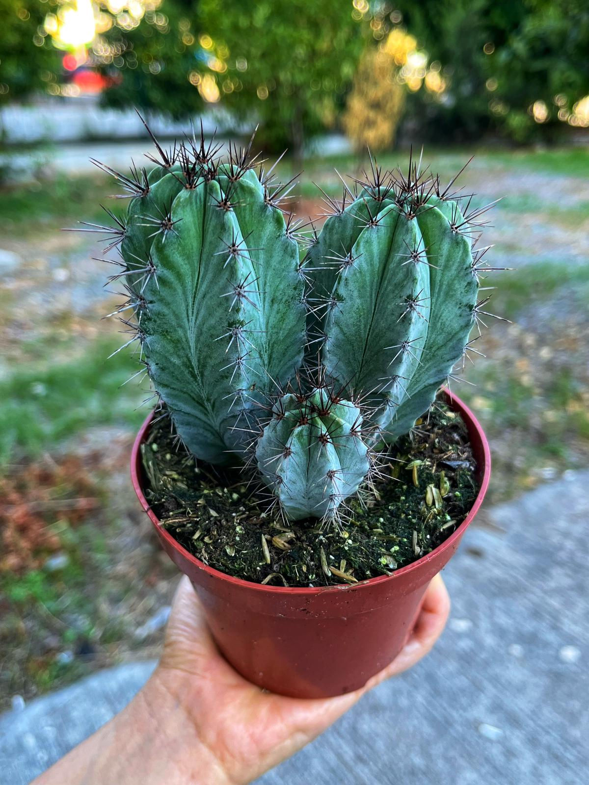 Polaskia Chichipe - Yeşil Sütun Kaktüs 10.5 CM