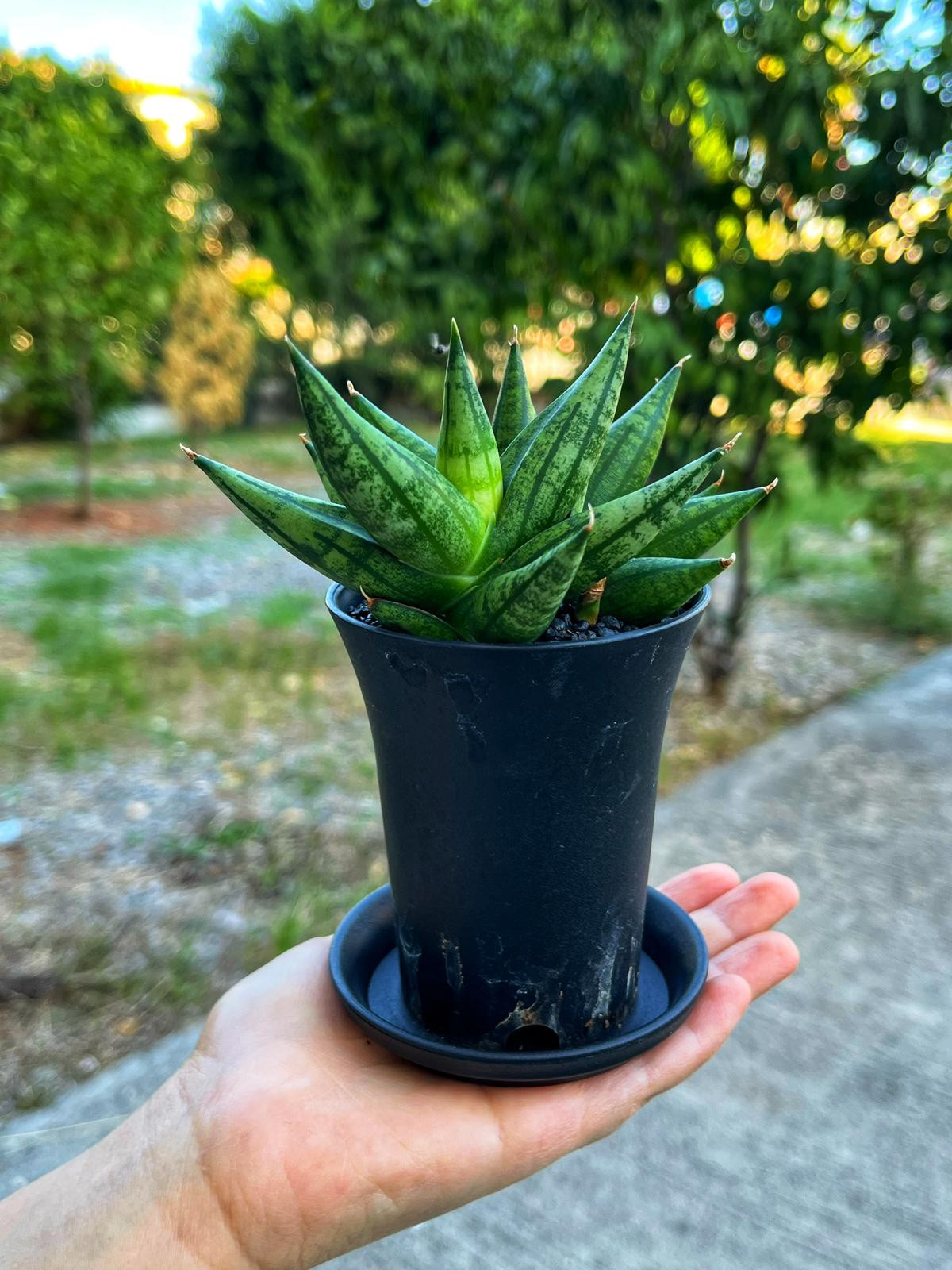 Sansevieria 'Ming Manee' - Uğurlu Mücevher - 8.5 CM Thailand Saksı
