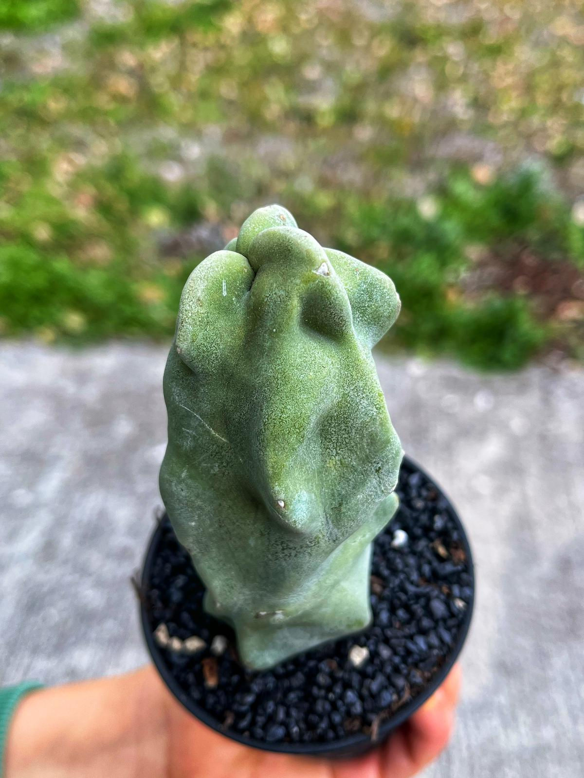 Lophocereus Schottii Monster - Totem Kaktüs - Tayland Model Saksı 7.5 CM