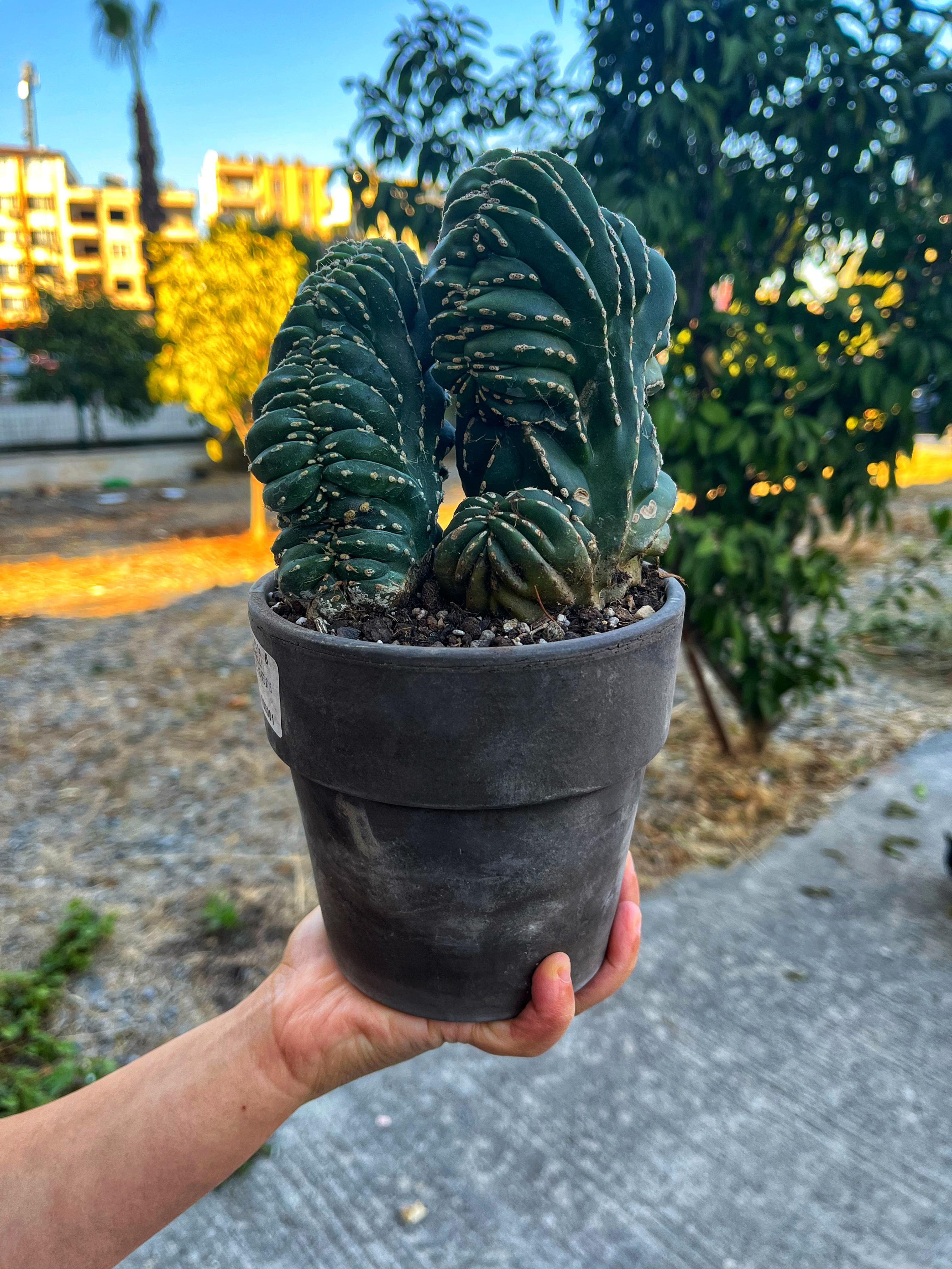 Marginatocereus Marginatus Cristat - Çift Köklü - Dekoratif Taş Saksılı 15 CM