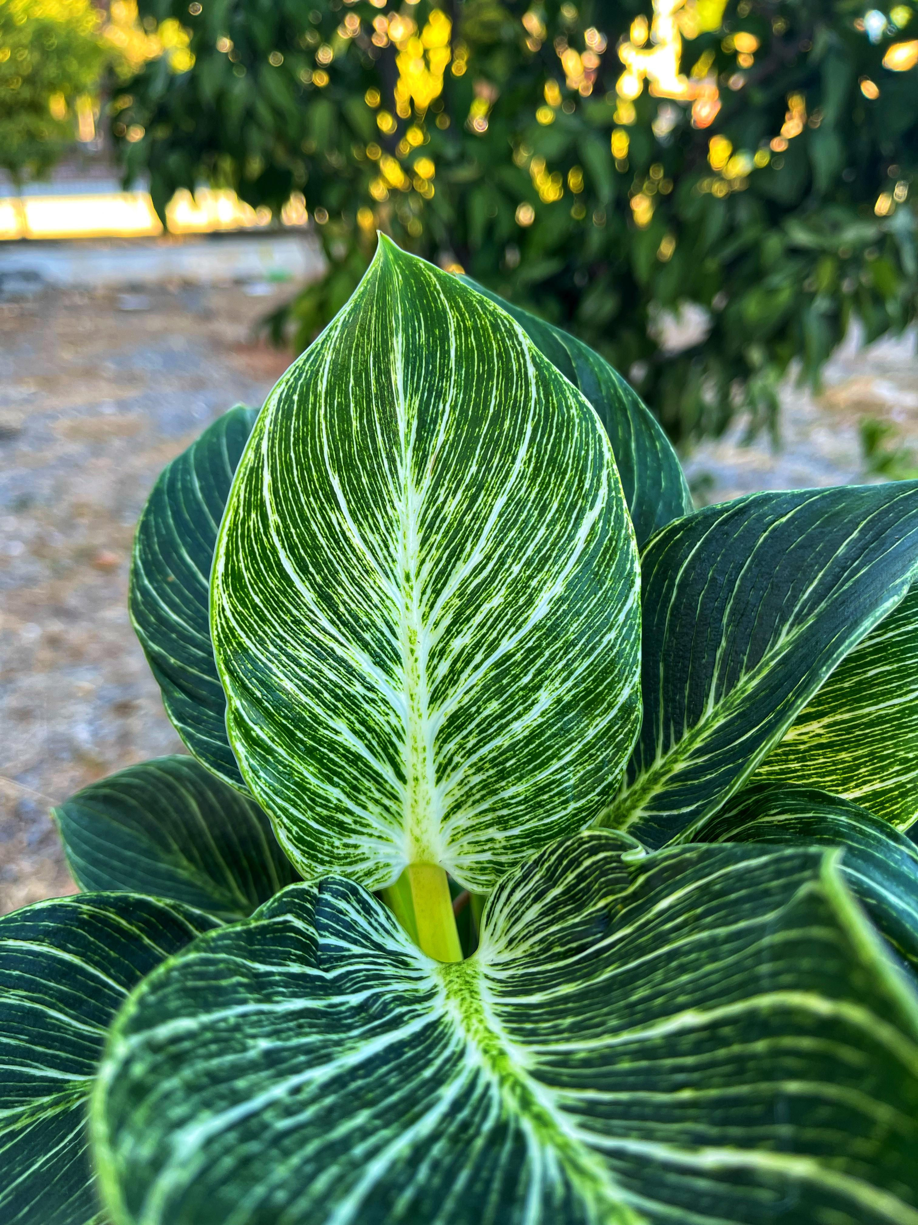 Philodendron Birkin XXL