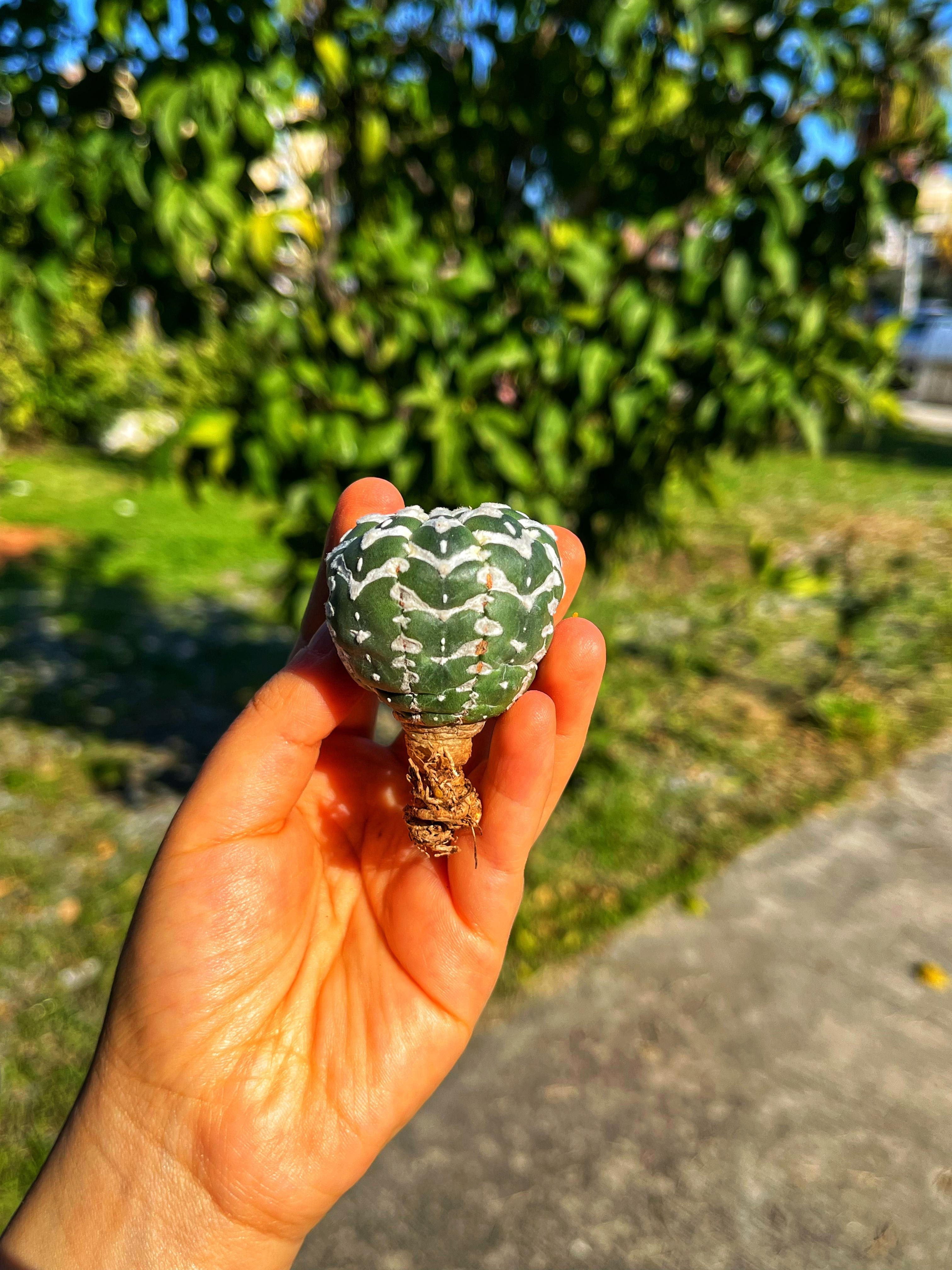 Astrophytum Asterias Superkabuto + Star Shape + V Type - PART 2