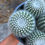 Küçük resim: Notocactus Scopa Albispinus - Bol Yavrulu Form 13 CM