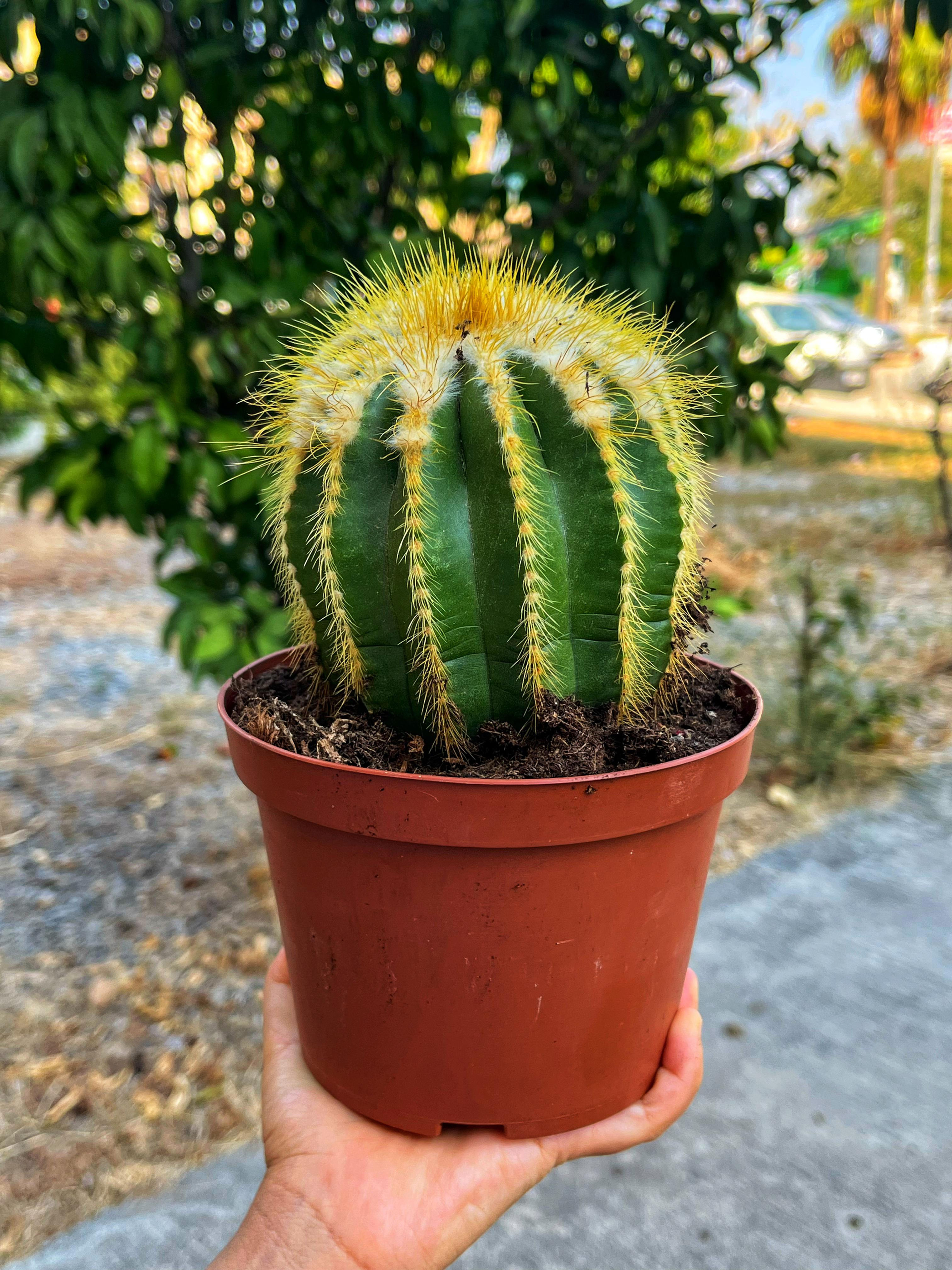 Notocactus Warasii - Tek Büyük Gövde Formunda 15 CM