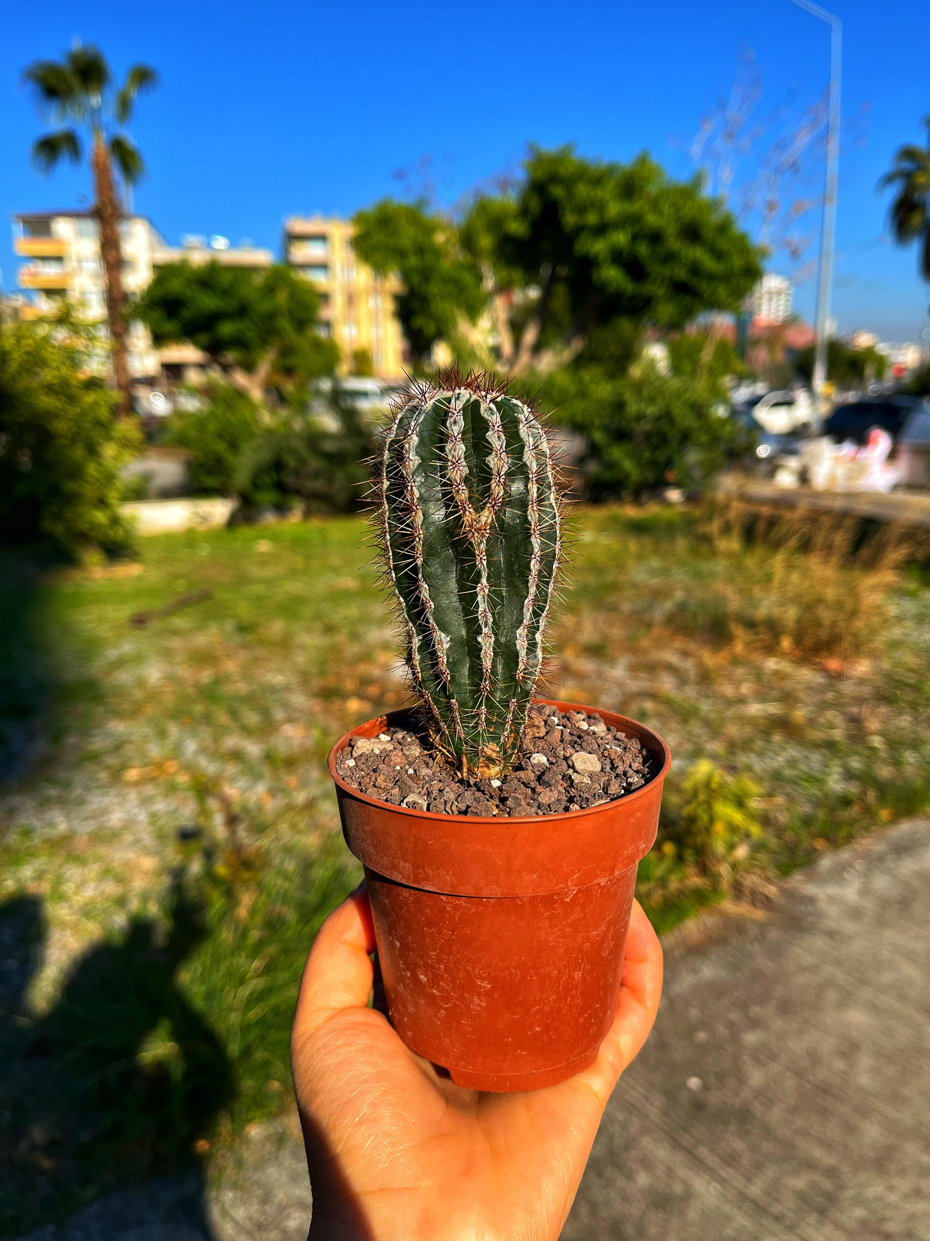Echinopsis Haku-jo Maru - Tertemiz Formda 8.5 CM