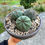 Küçük resim: Euphorbia Obesa - 3 Köklü Formda 15 CM Taş Saksıda