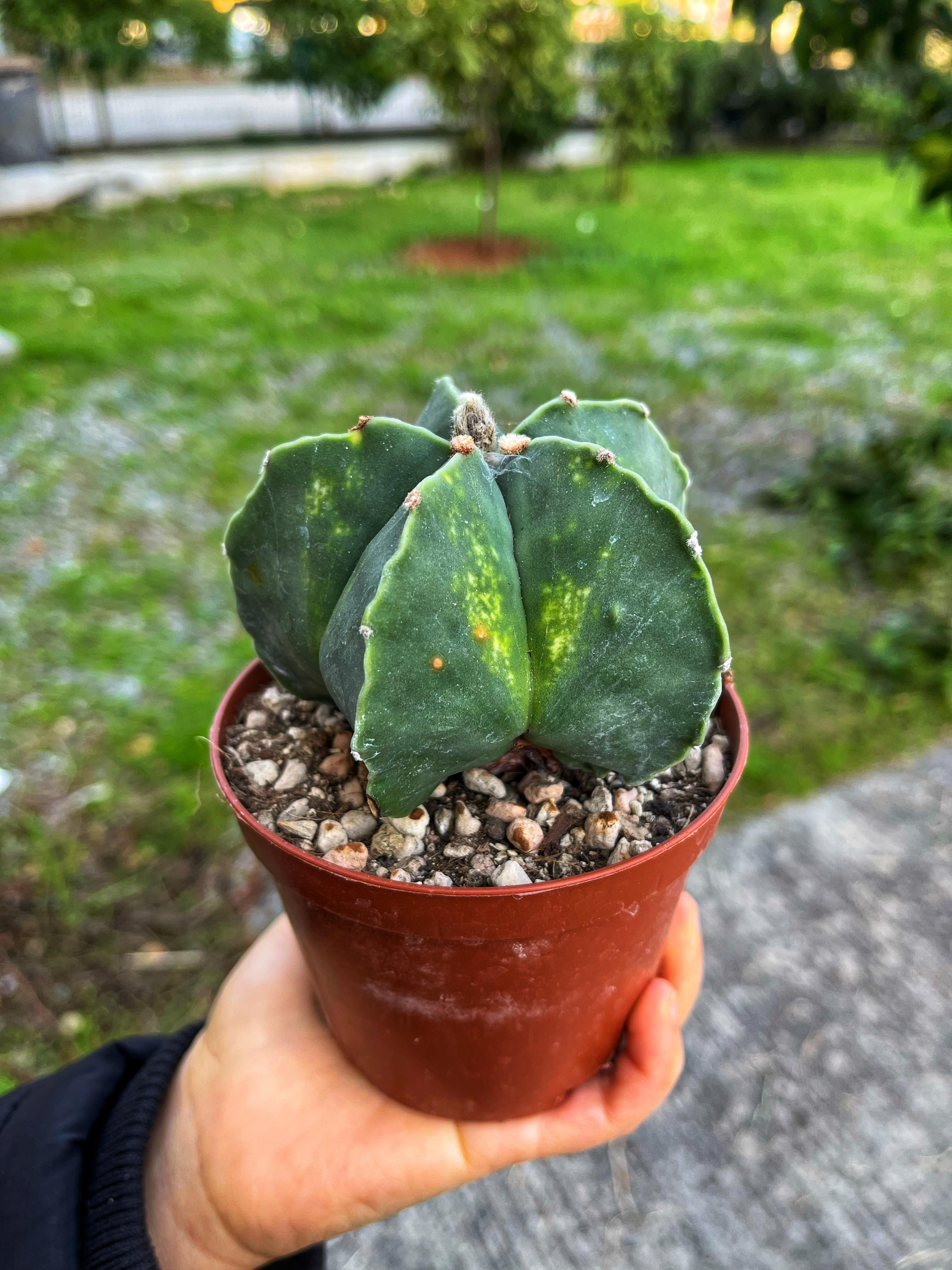 Astrophytum Myriostigma 'Nudum + Ornatum + Hakujo' - Premium Mix 10.5 CM