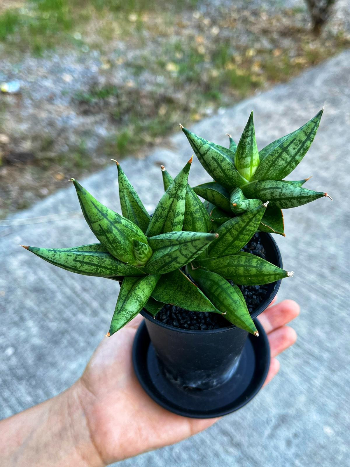 Sansevieria 'Ming Manee' - Uğurlu Mücevher - 8.5 CM Thailand Saksı