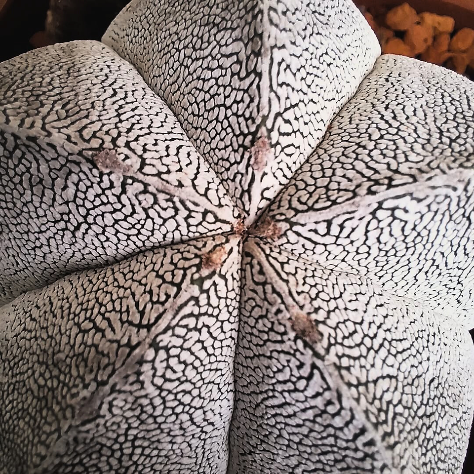 Onzuka, kaktüs çeşitleri içinde özellikle Astrophytum türlerinde görülen, beyaz nokta desenleriyle öne çıkan bir mutasyon çeşidi.