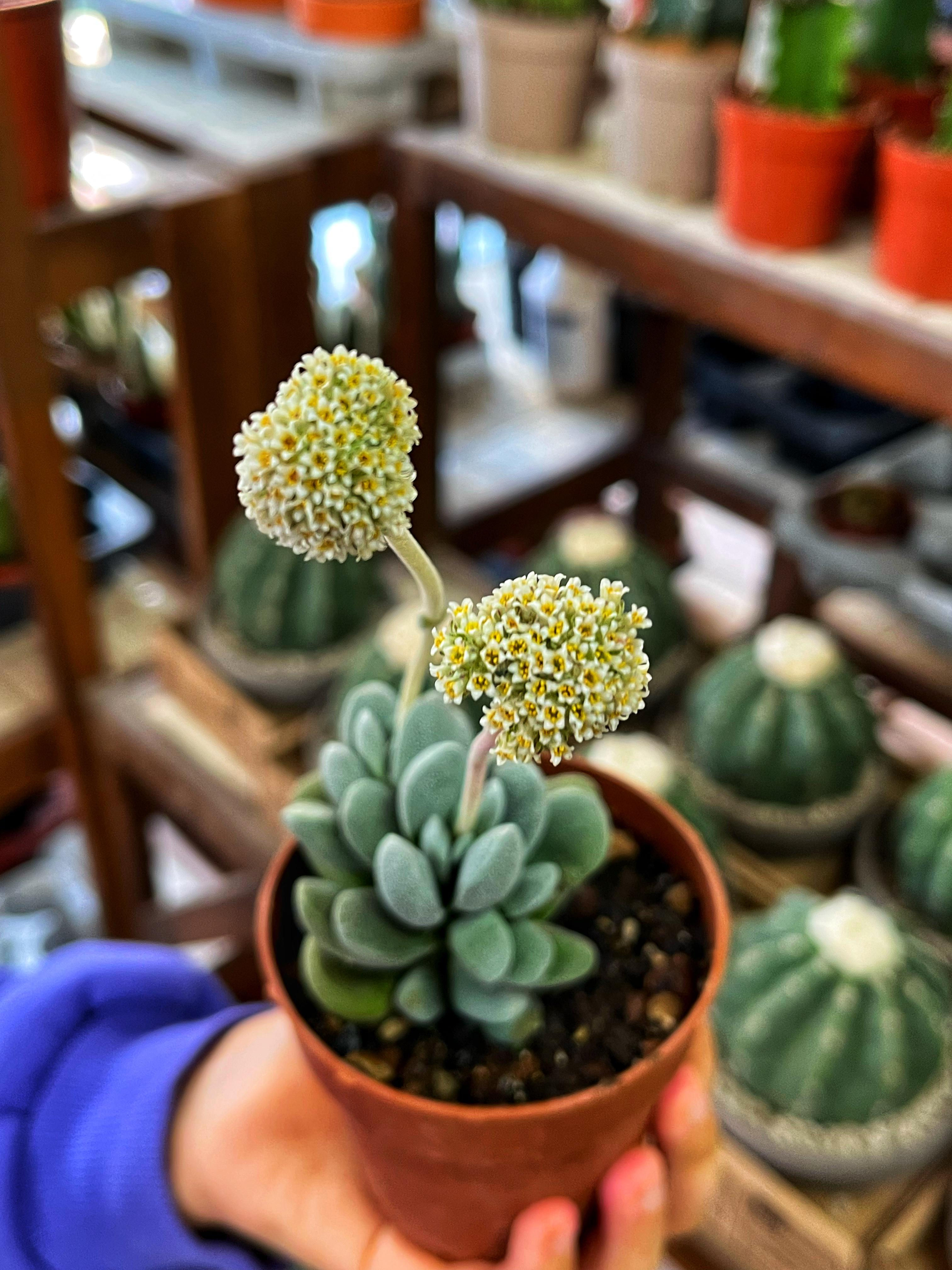 Crassula Tecta - Crassula Lizard Skin 8.5 CM