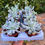 Küçük resim: Echeveria Berkeley Light Vairegata