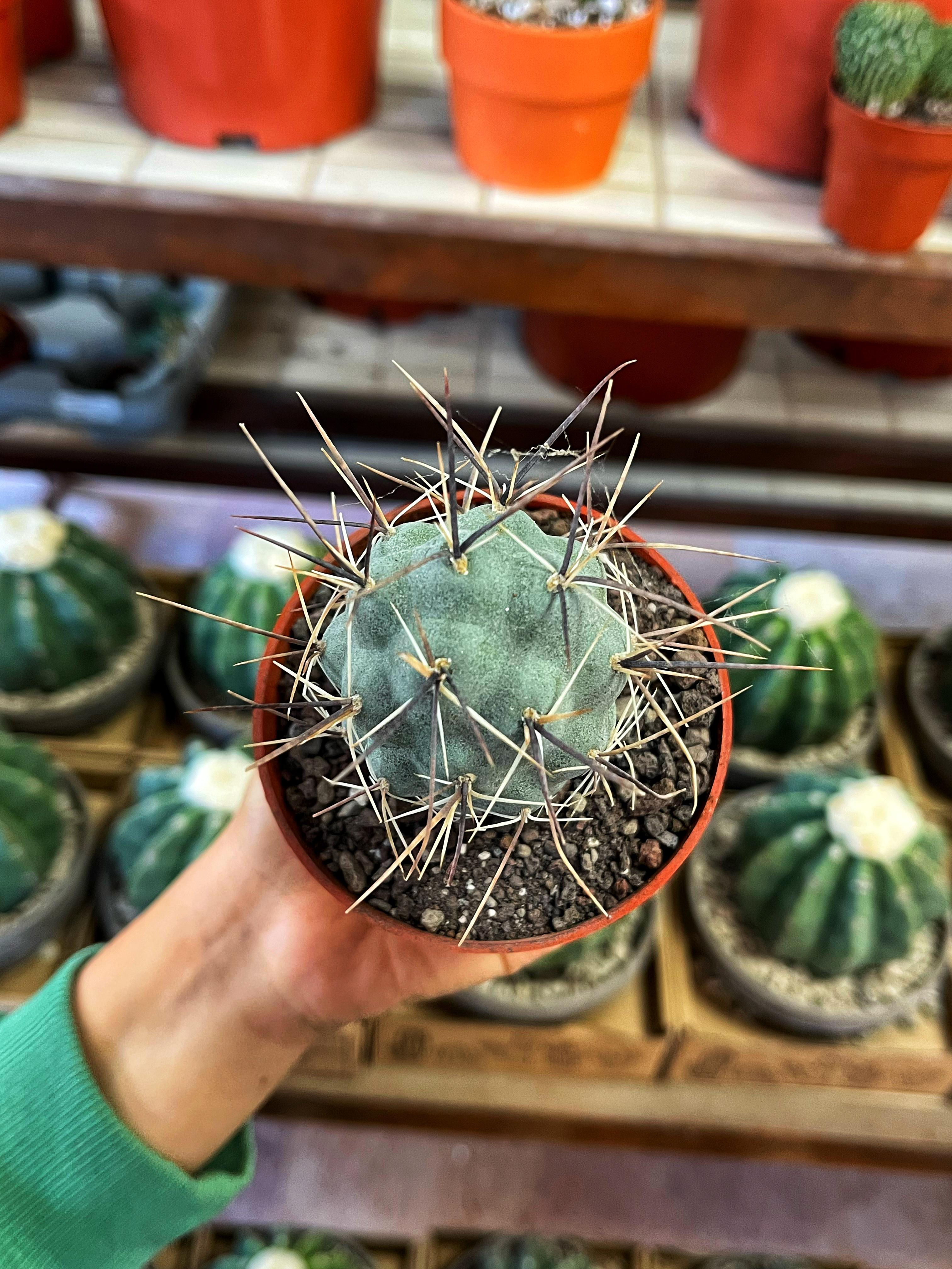 Tephrocactus Alexanderi -  8.5 CM