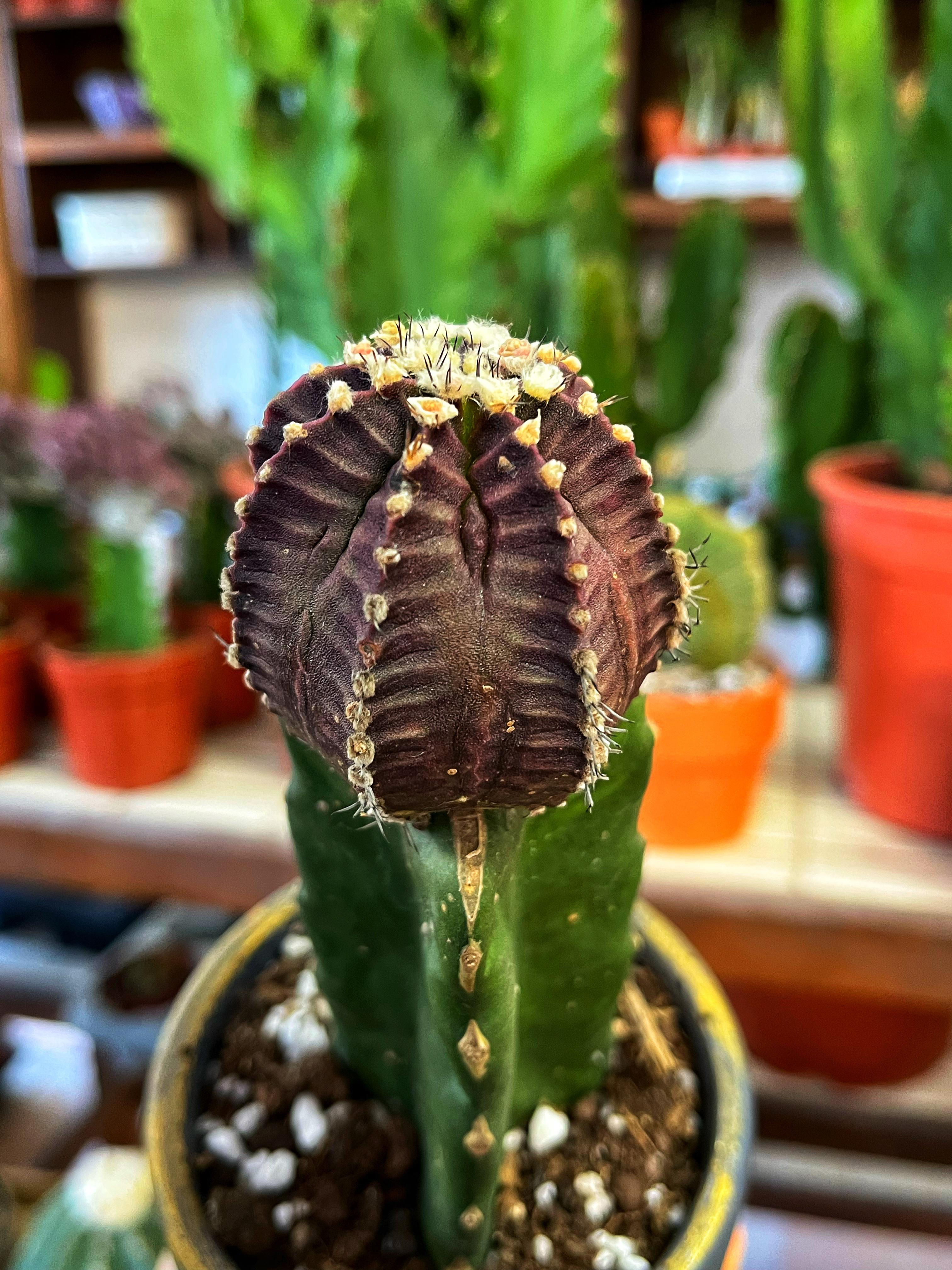 Gymnocalycium friedrichii 'Black Purple Fukuryu' - Dekoratif Saksılı